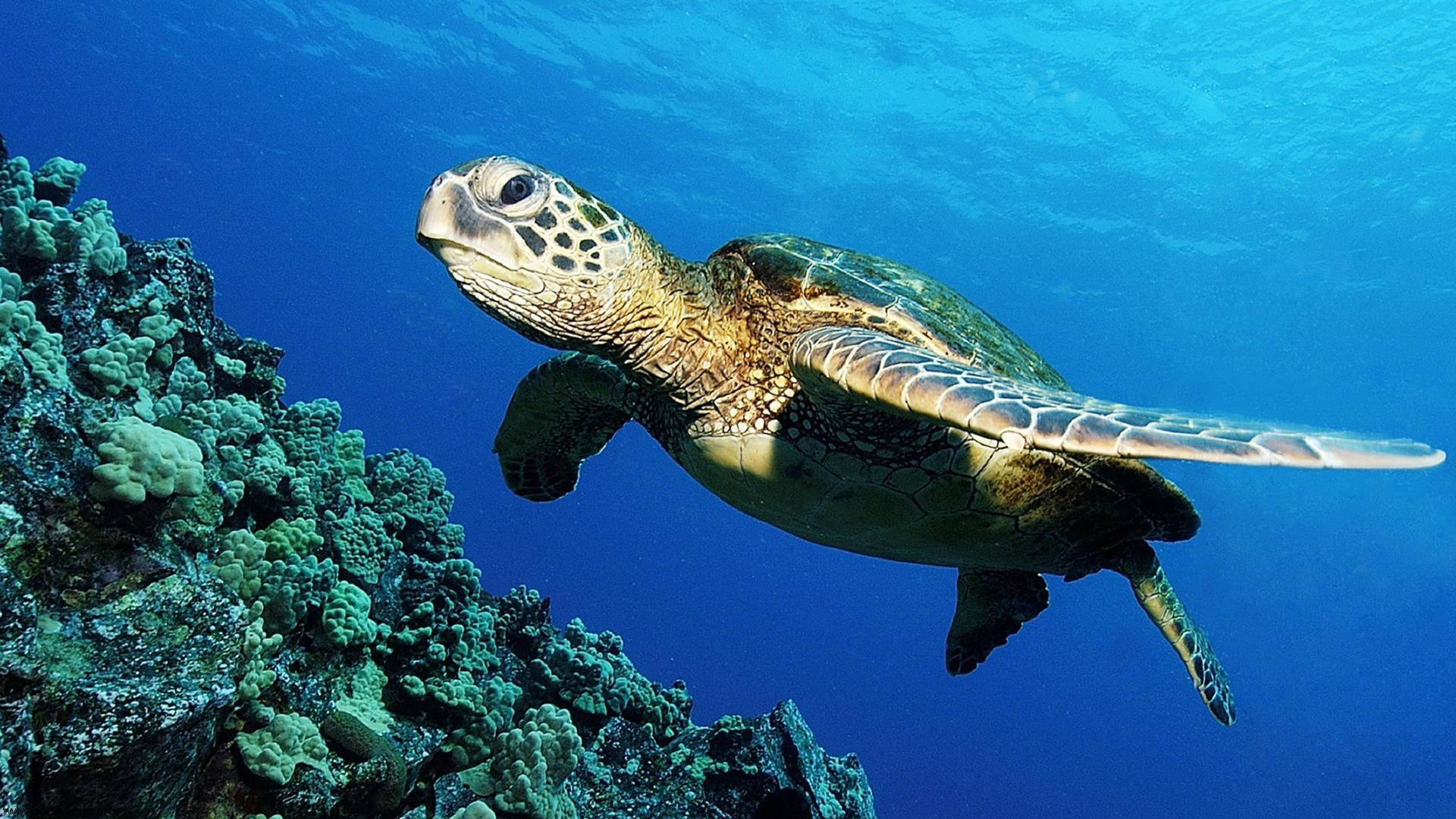 可爱海龟在海洋中畅游 壁纸