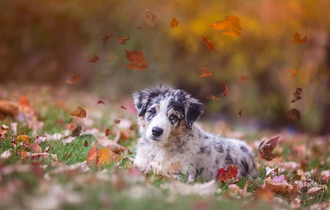 可爱澳大利亚牧羊犬秋日图片 壁纸