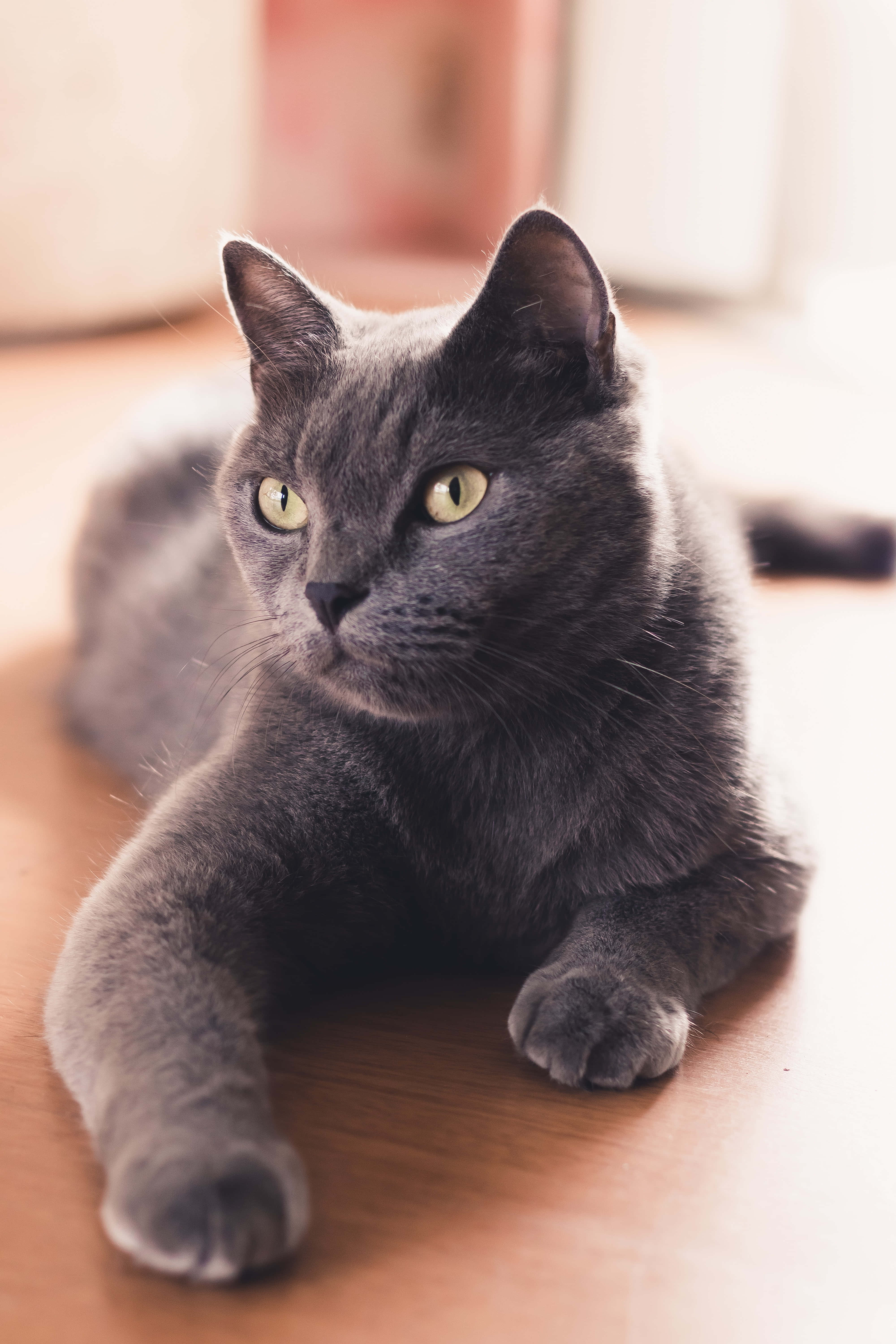 可爱爆发！超萌小俄罗斯蓝猫 壁纸