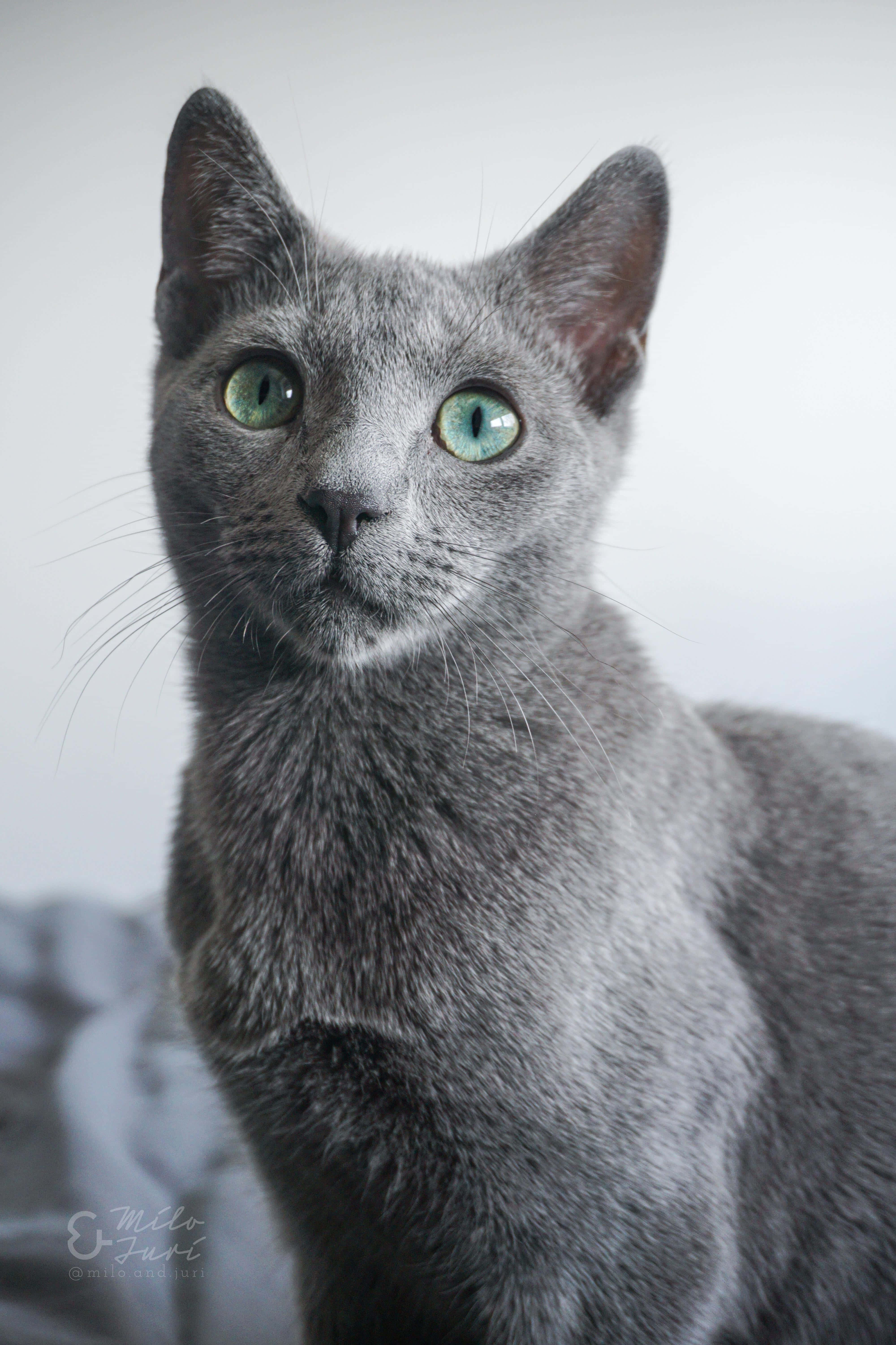 可爱爆棚！可爱的俄罗斯蓝猫 壁纸