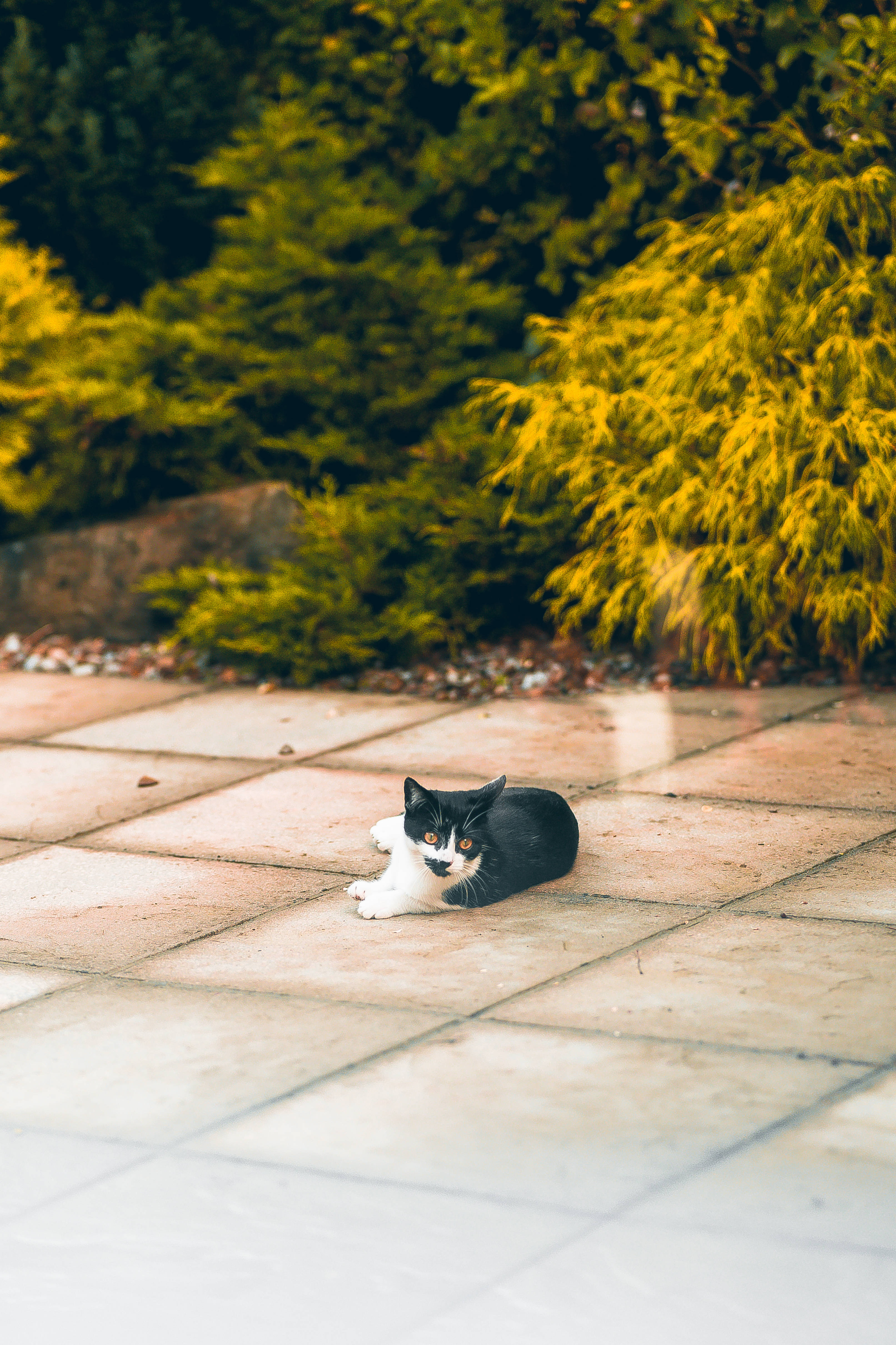 可爱猫咪侧头张望 壁纸