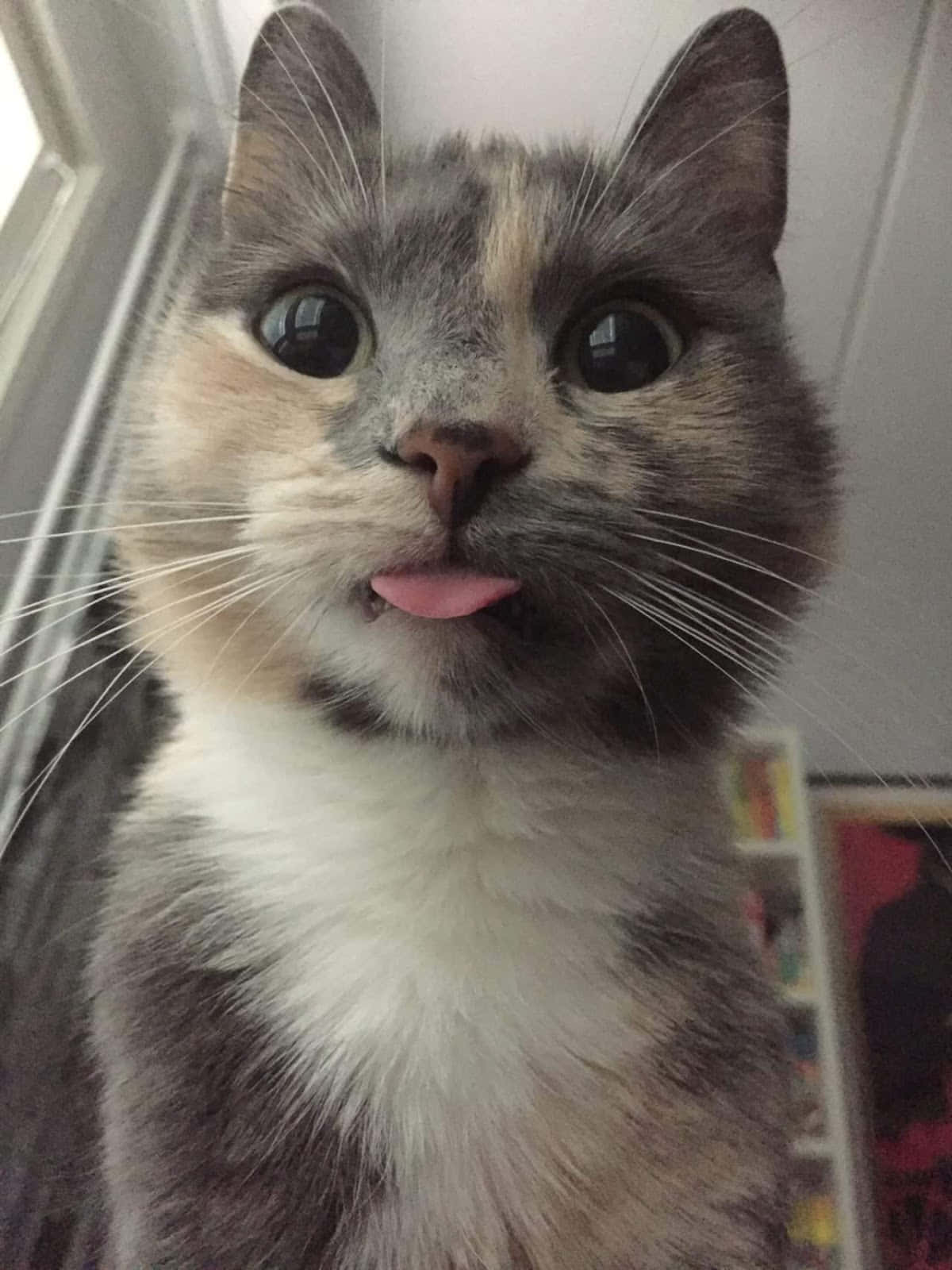 可爱猫咪吐小舌头特写图片 壁纸