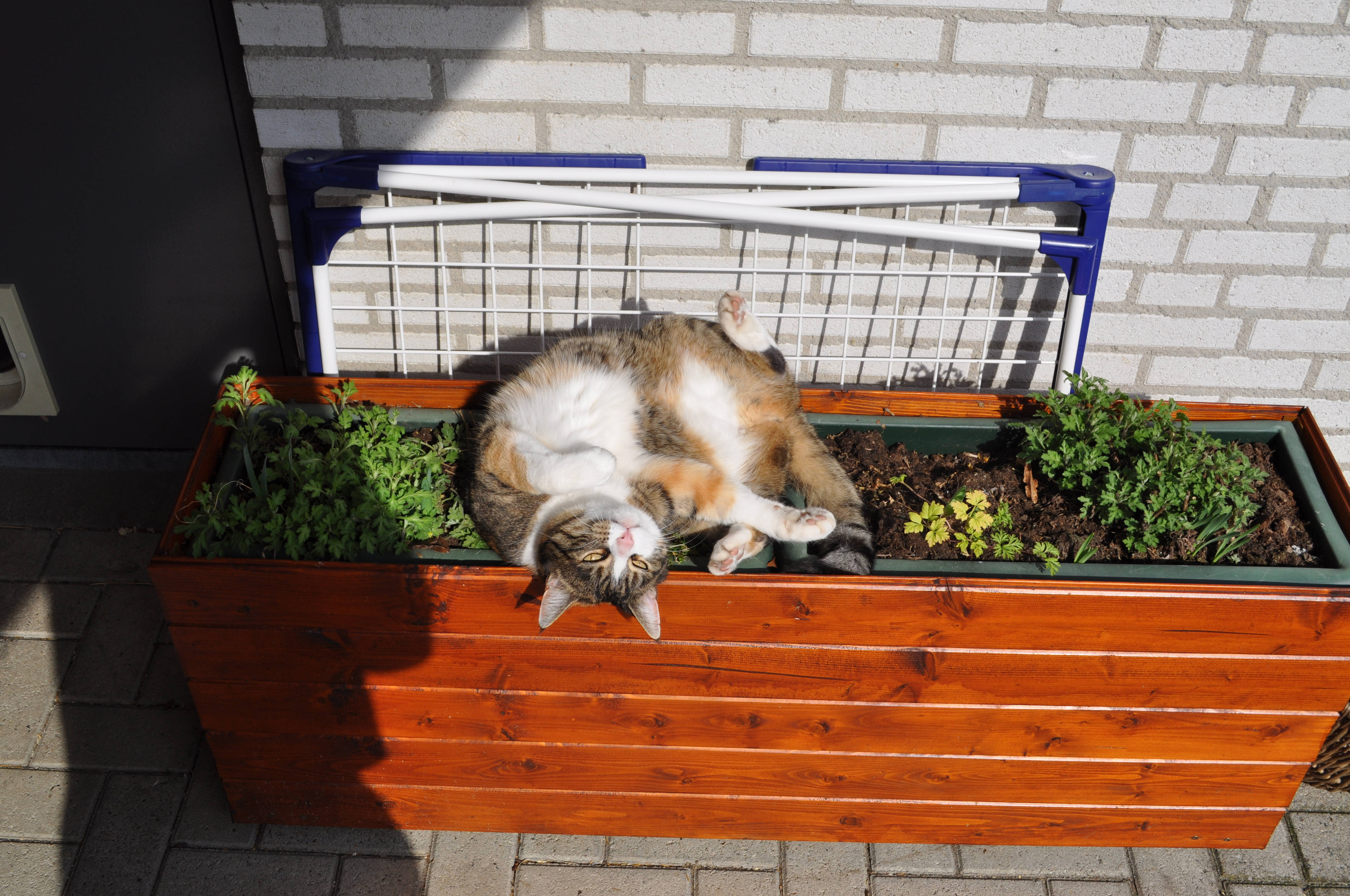 可爱猫咪在花箱上 壁纸