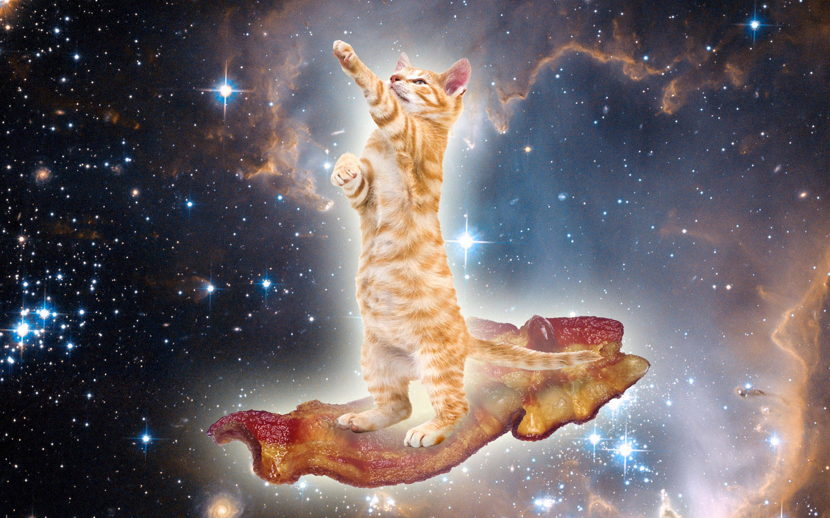 可爱猫咪在银河 壁纸