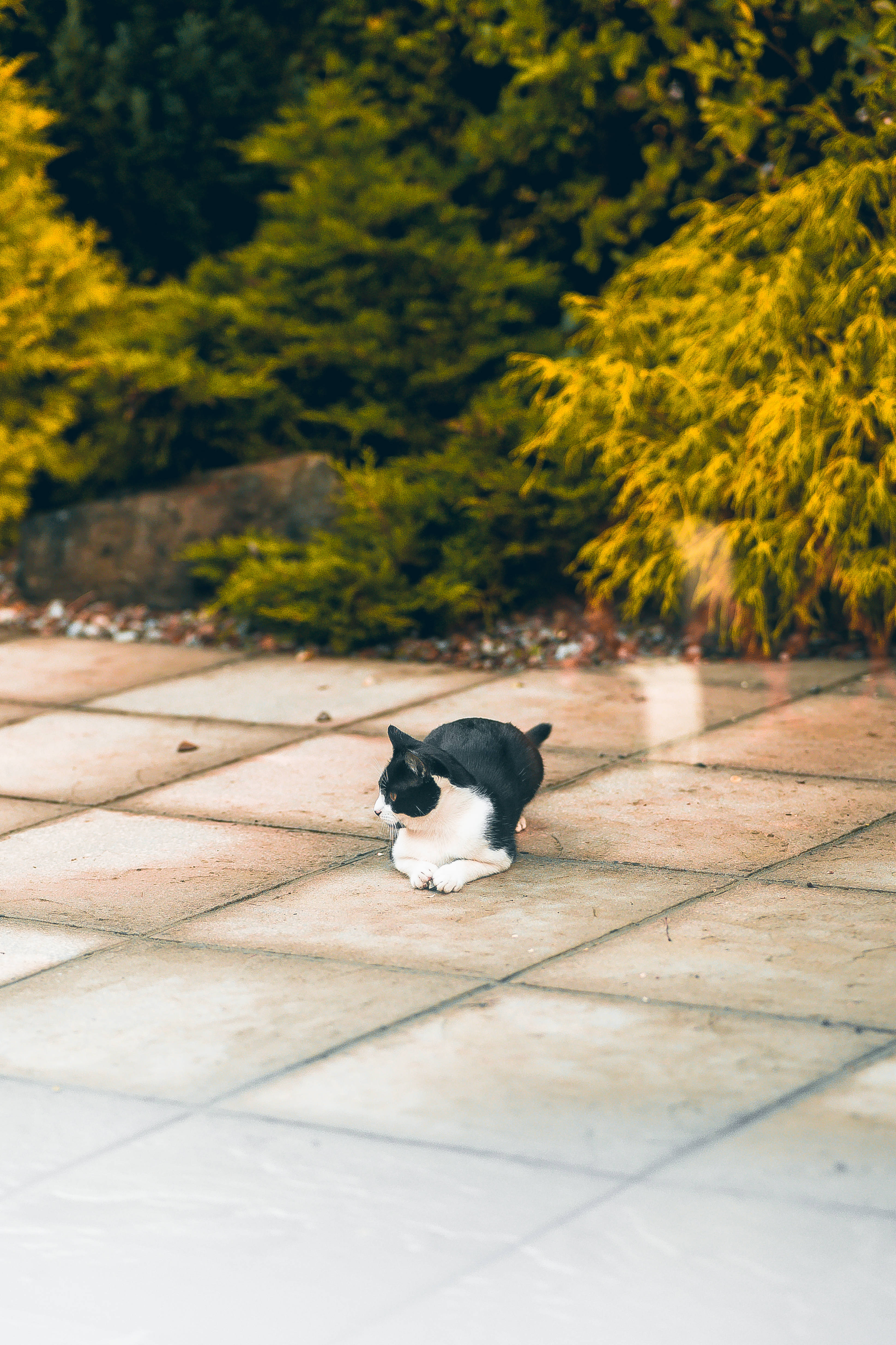 可爱猫咪坐在地上 壁纸