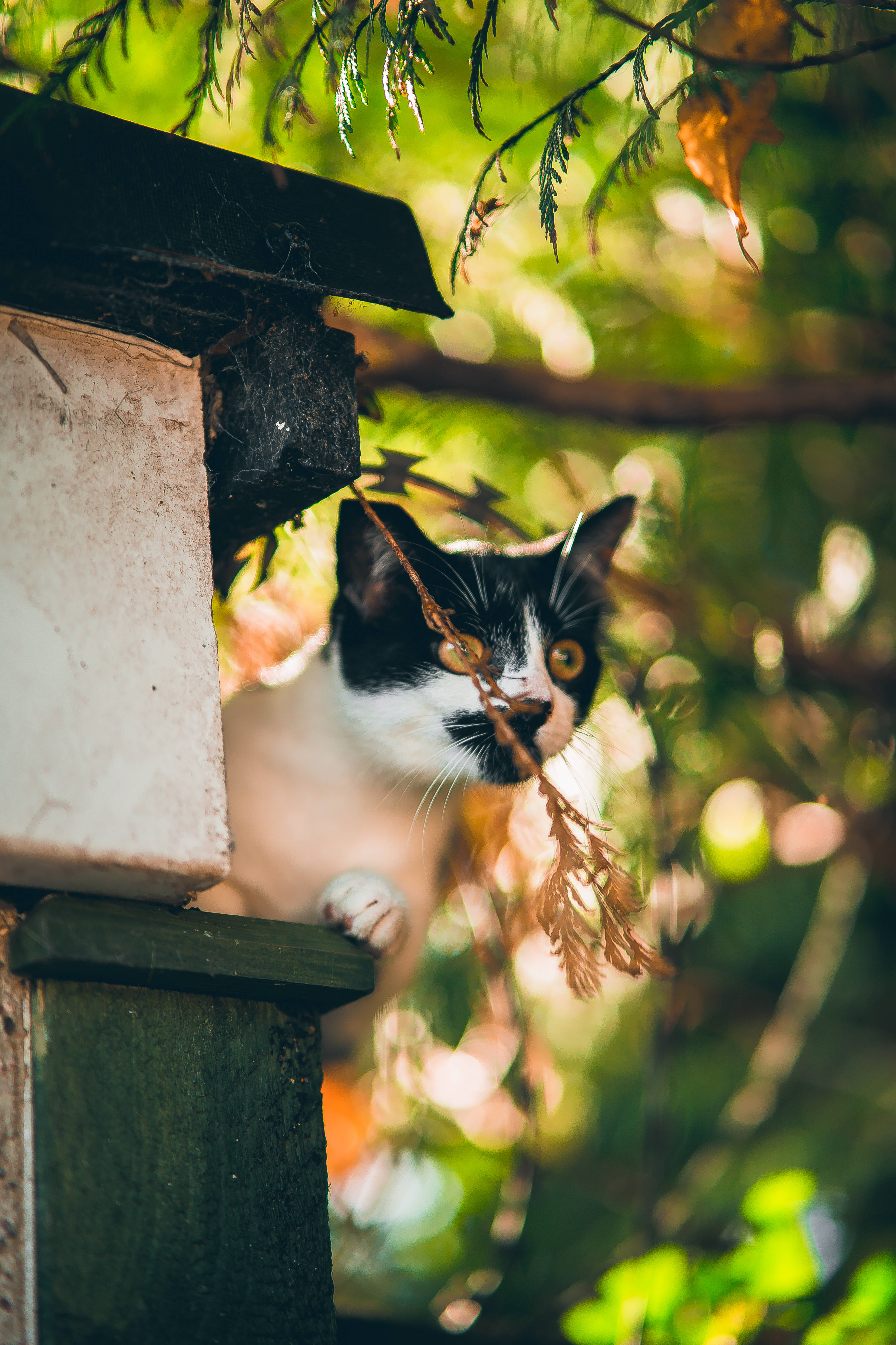 可爱猫咪坐在窗台上 壁纸
