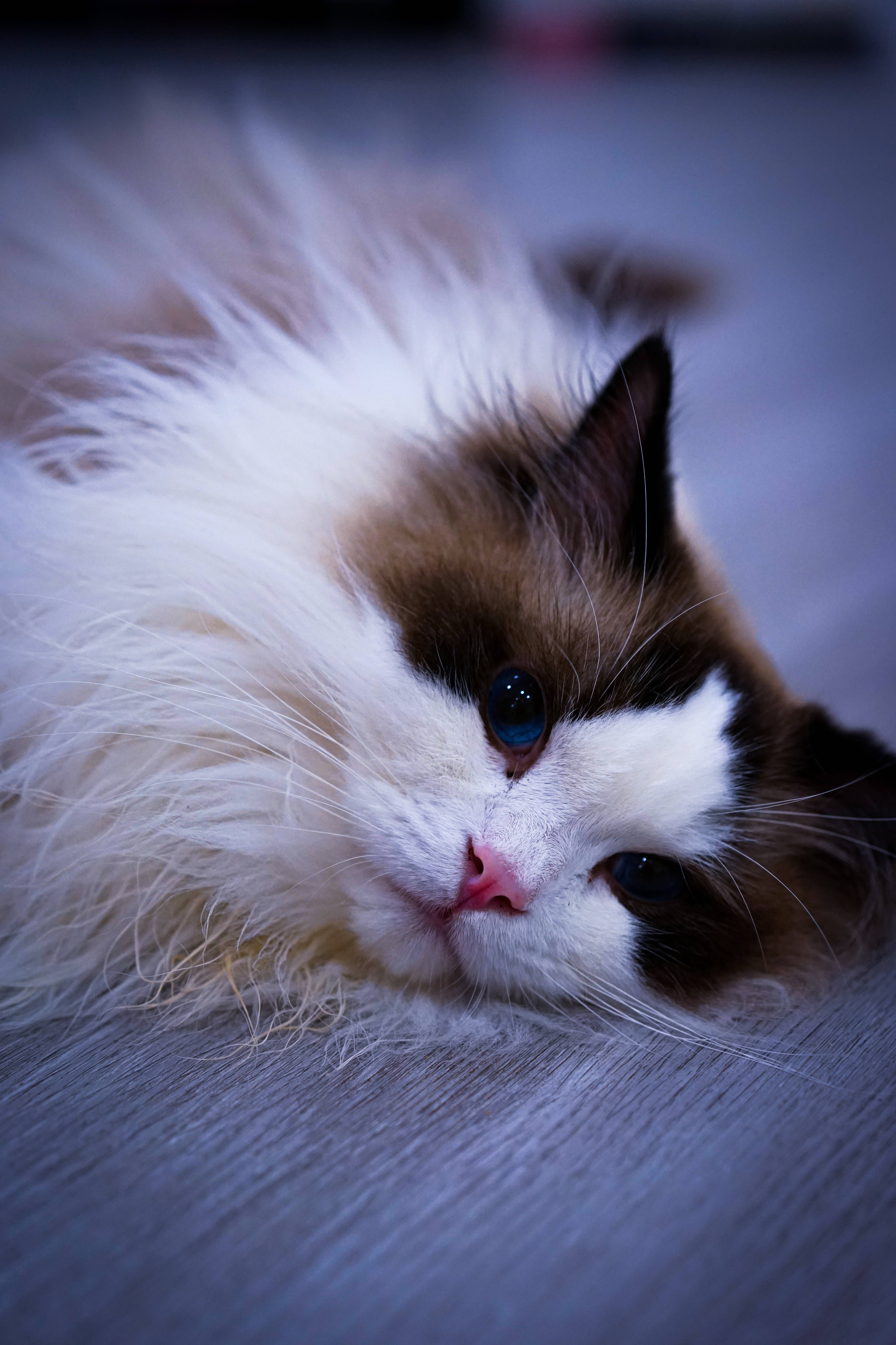 可爱猫咪床上特写 壁纸