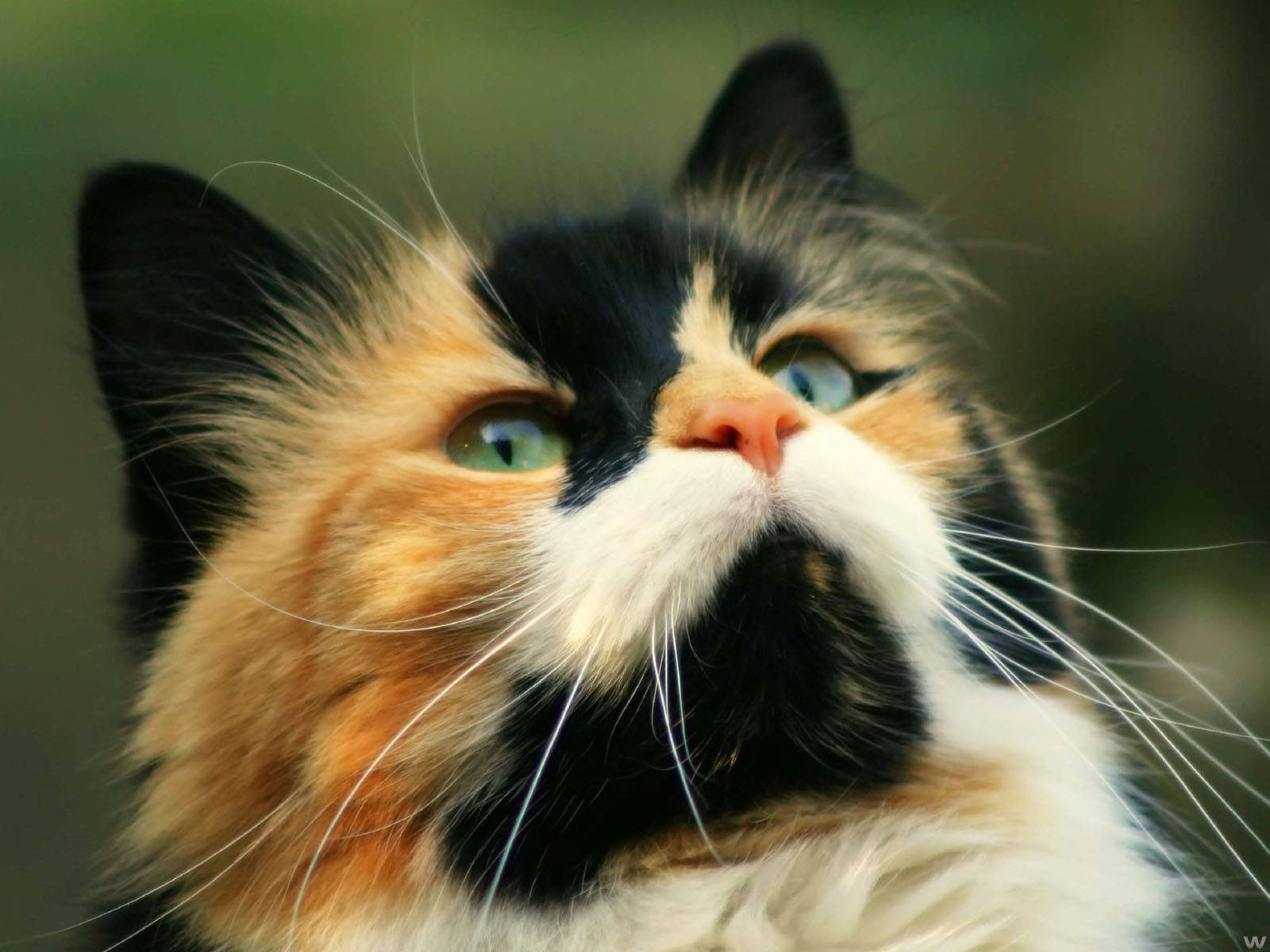 可爱猫咪特写 壁纸