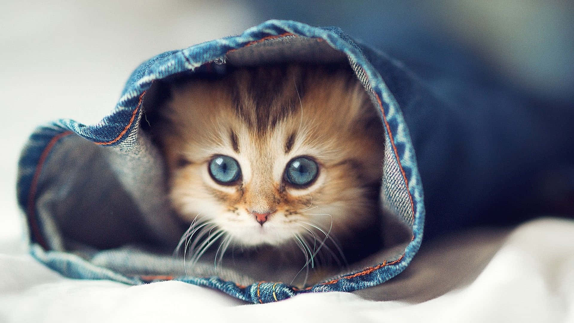 可爱猫咪的搞笑瞬间 壁纸