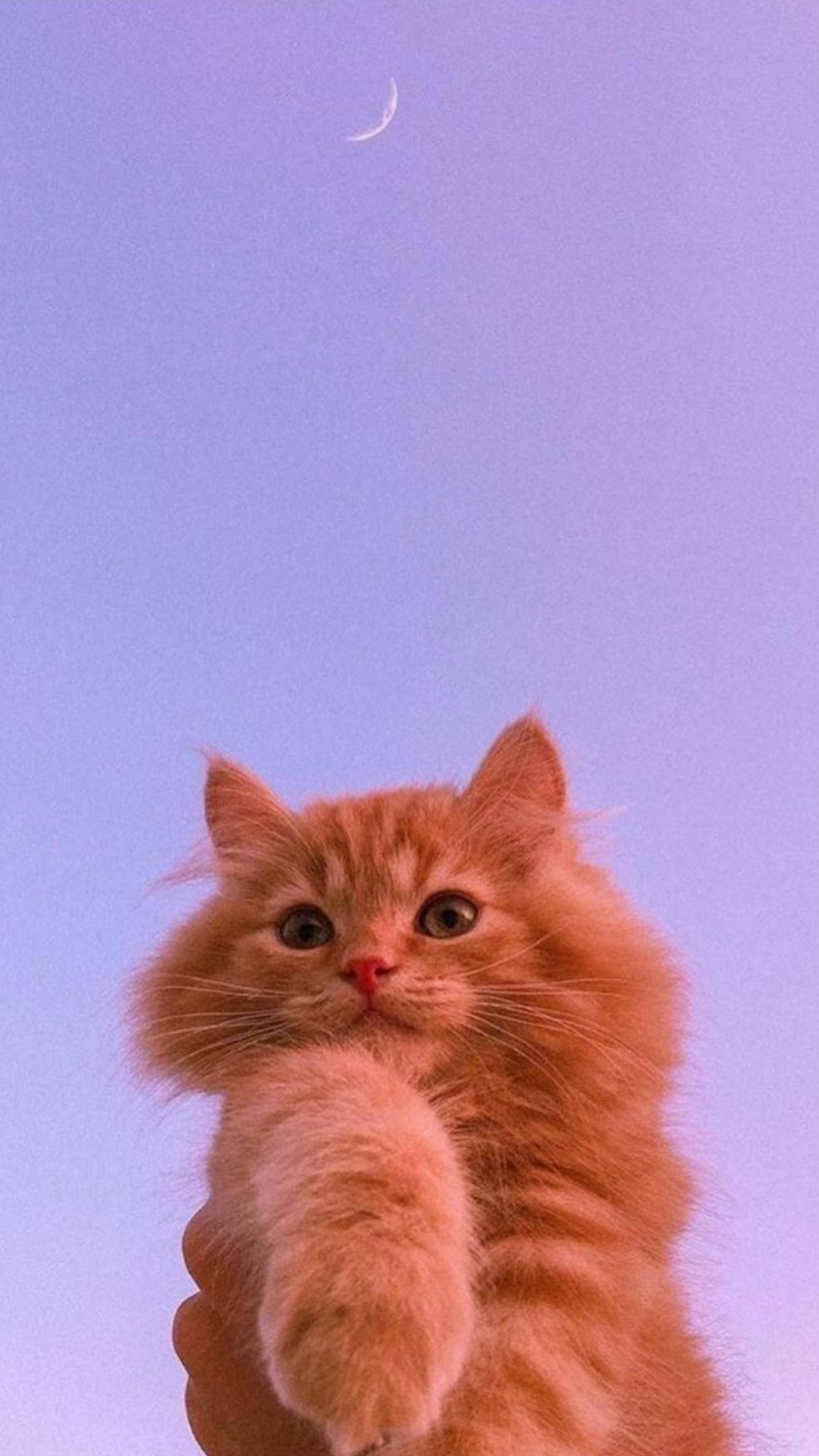 可爱猫咪美学与新月 壁纸