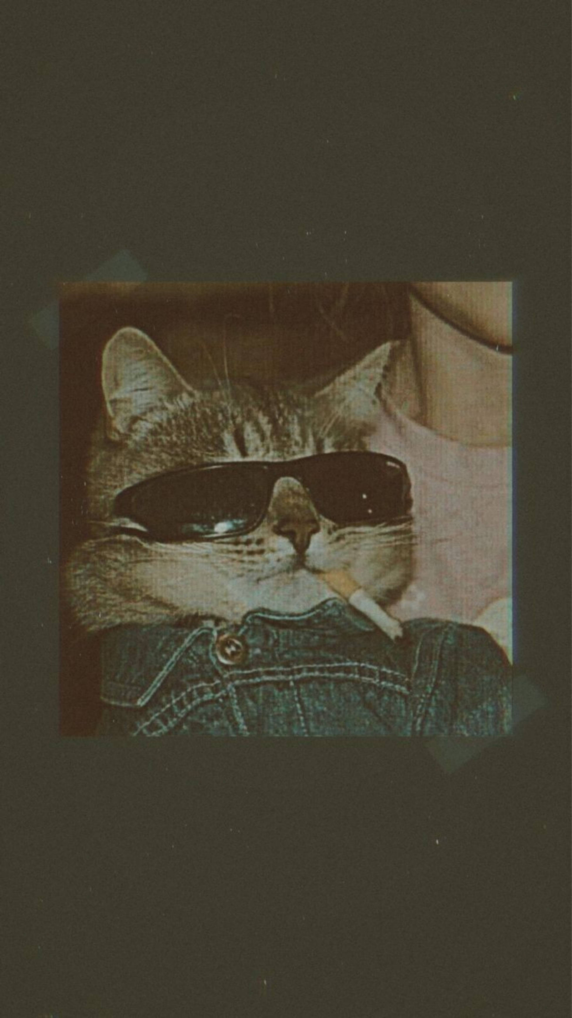 可爱猫咪美学与香烟 壁纸