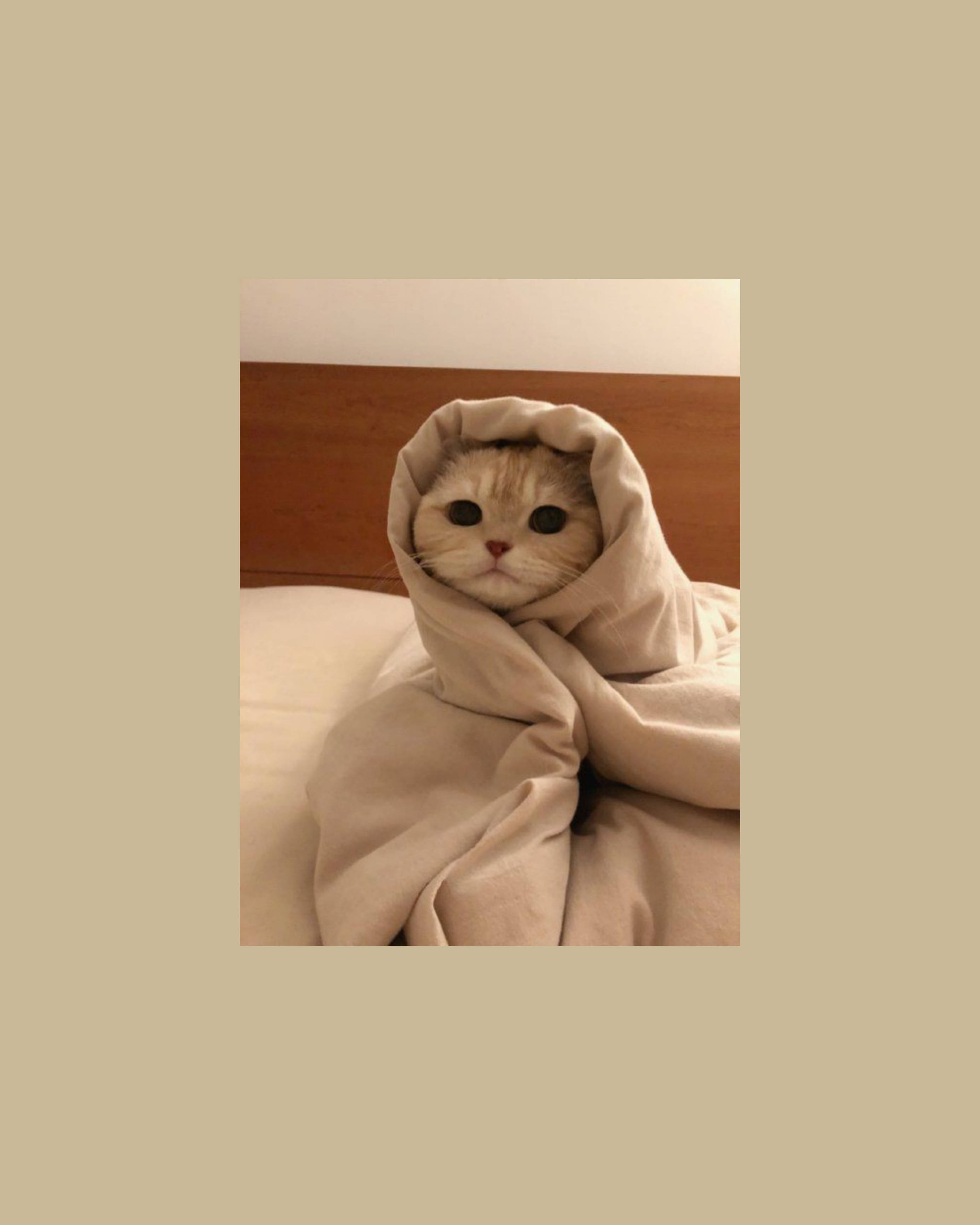 可爱猫咪美学像卷饼一样裹着 壁纸