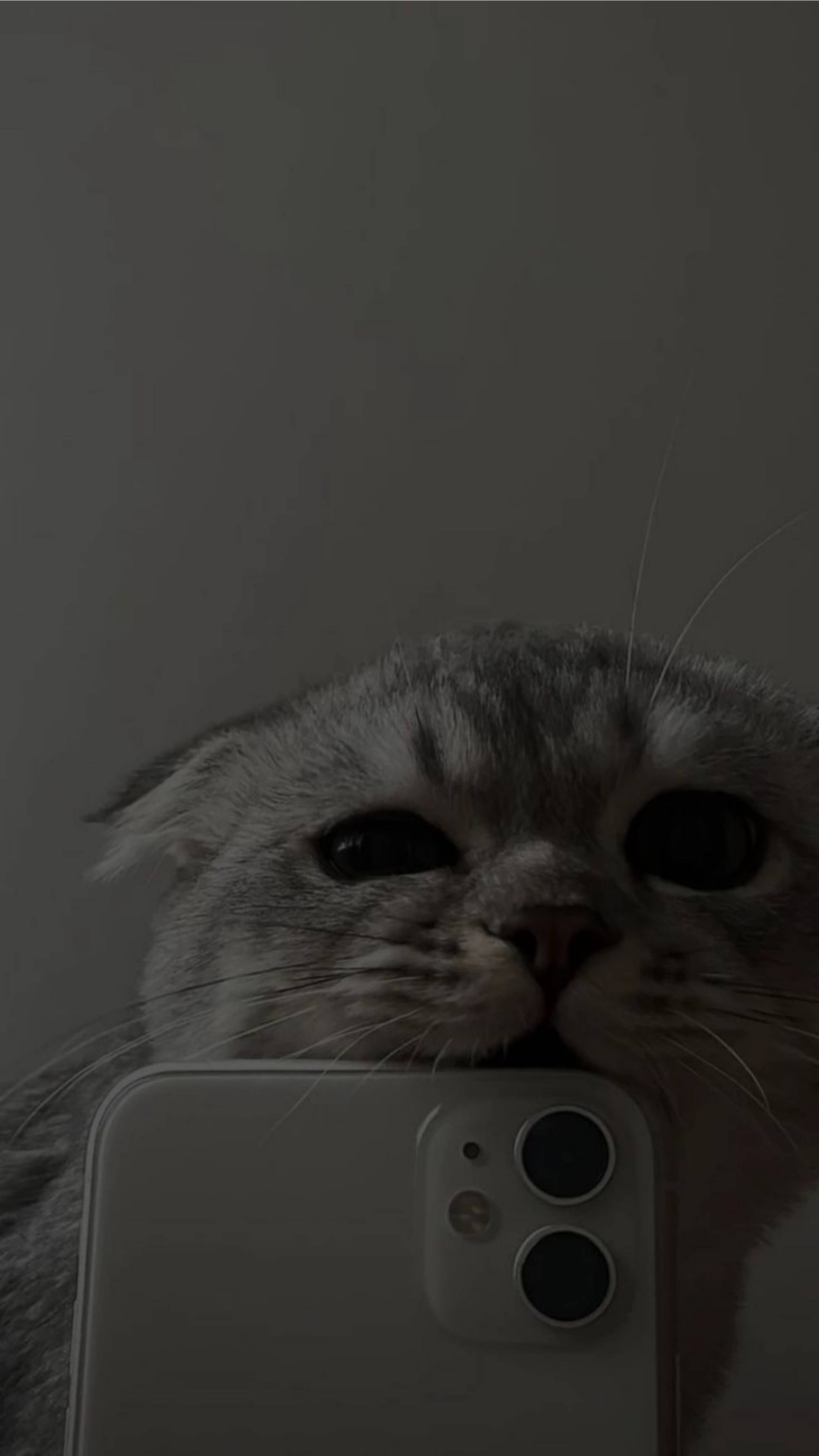 可爱猫咪美学咬iPhone 11 壁纸