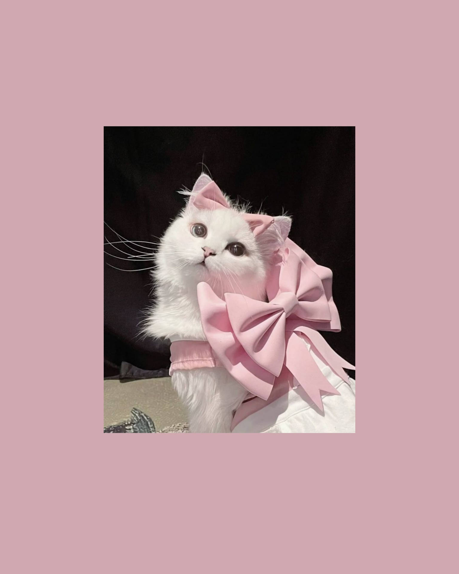可爱猫咪美学粉色蝴蝶结