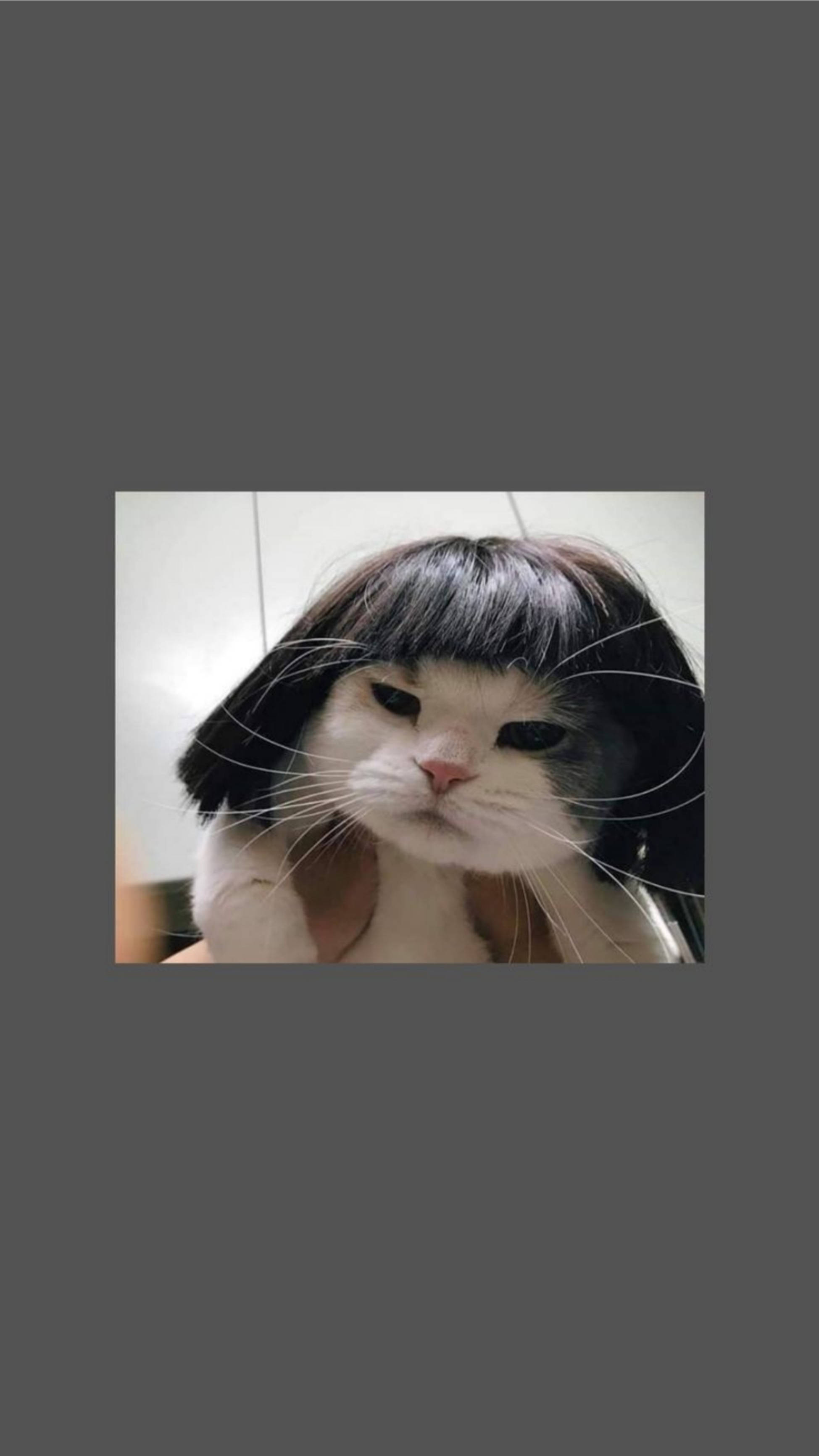 可爱猫咪美学趣味短假发 壁纸