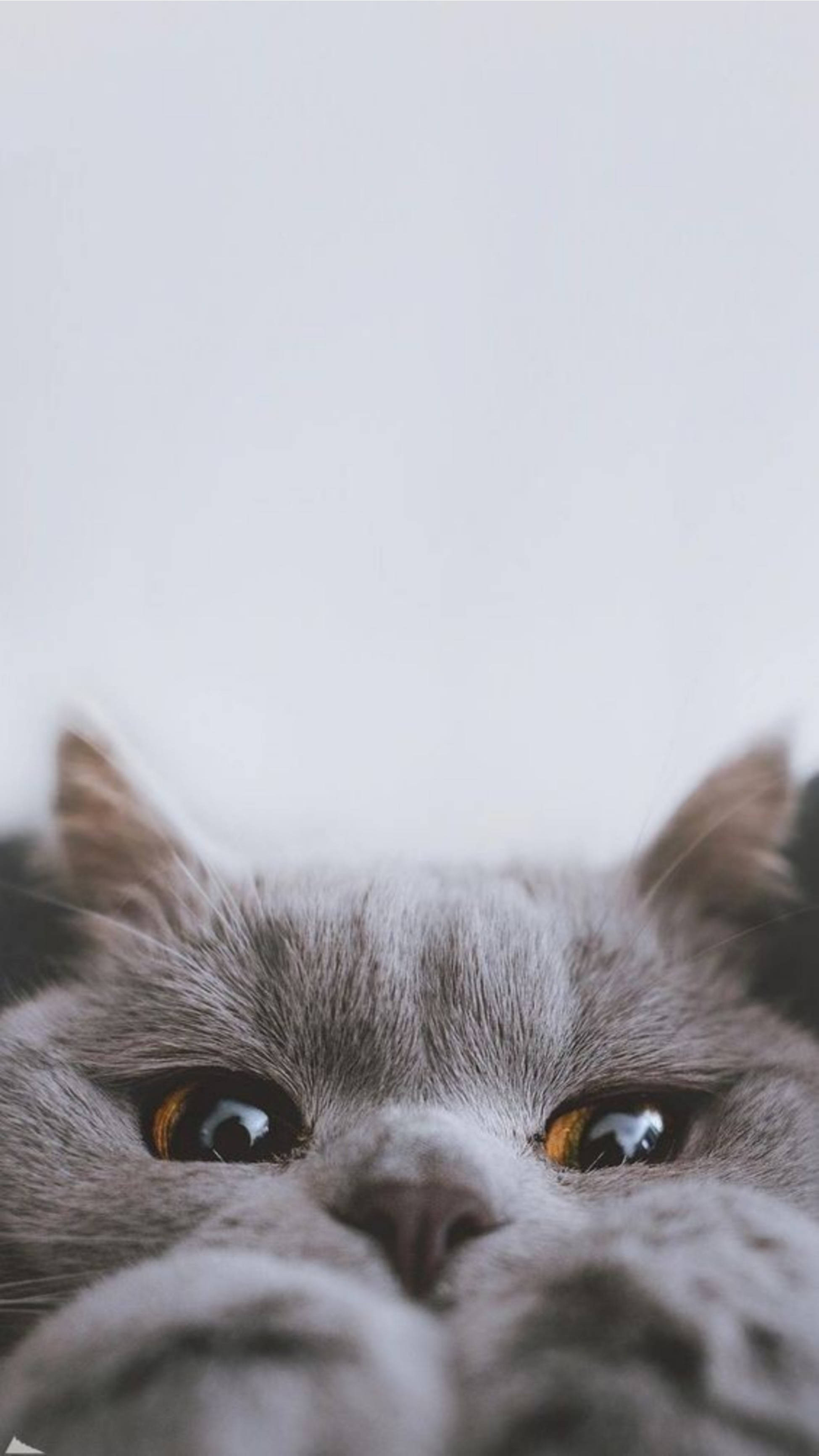 可爱猫咪美学躲猫猫 壁纸