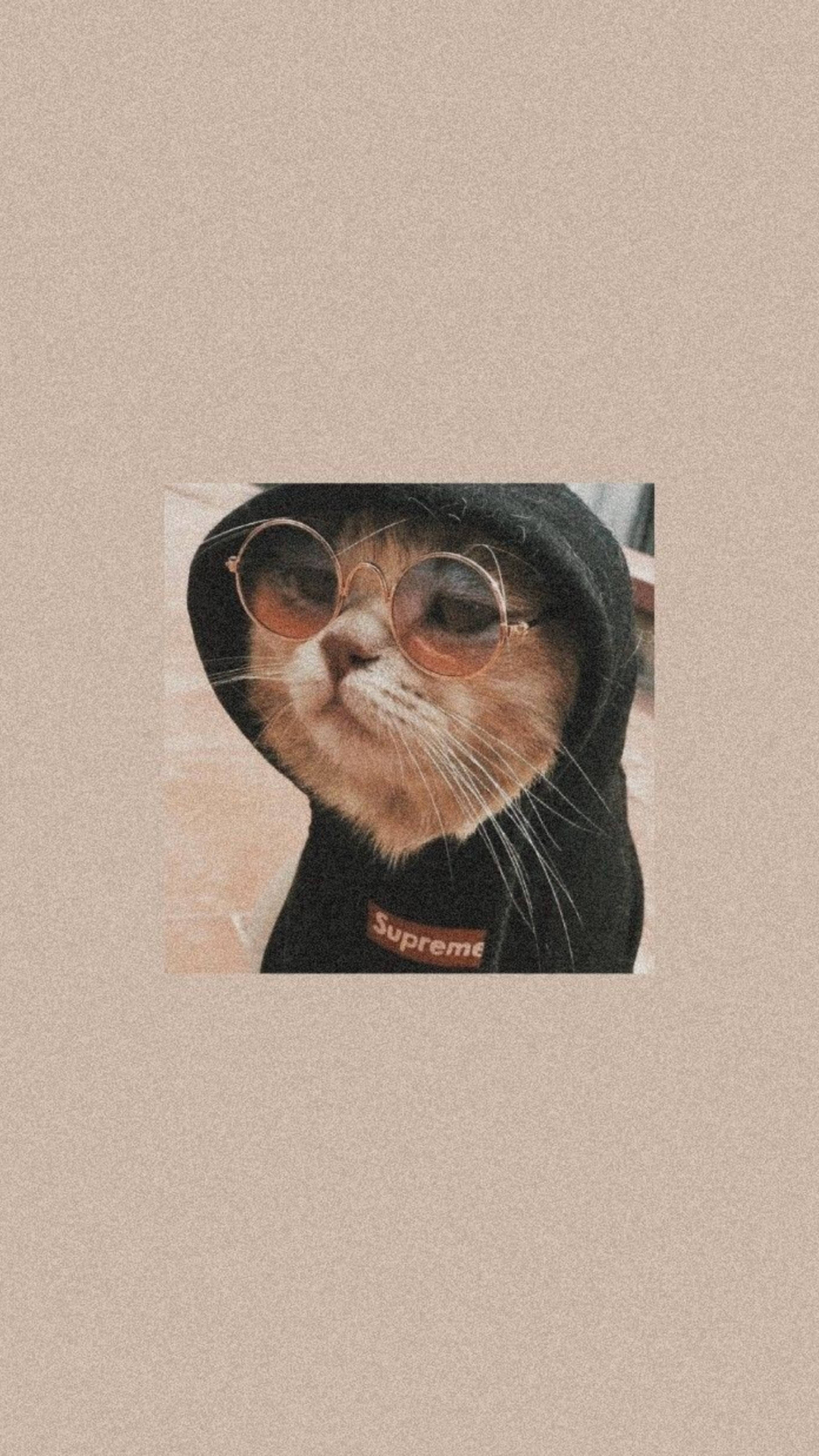 可爱猫咪黑色卫衣美学 壁纸