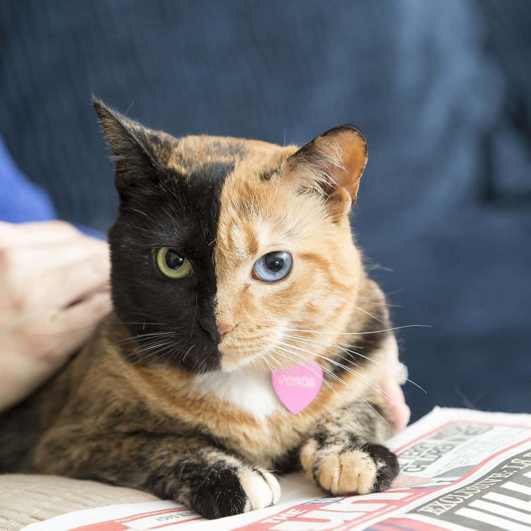 可爱玳瑁猫图片 壁纸