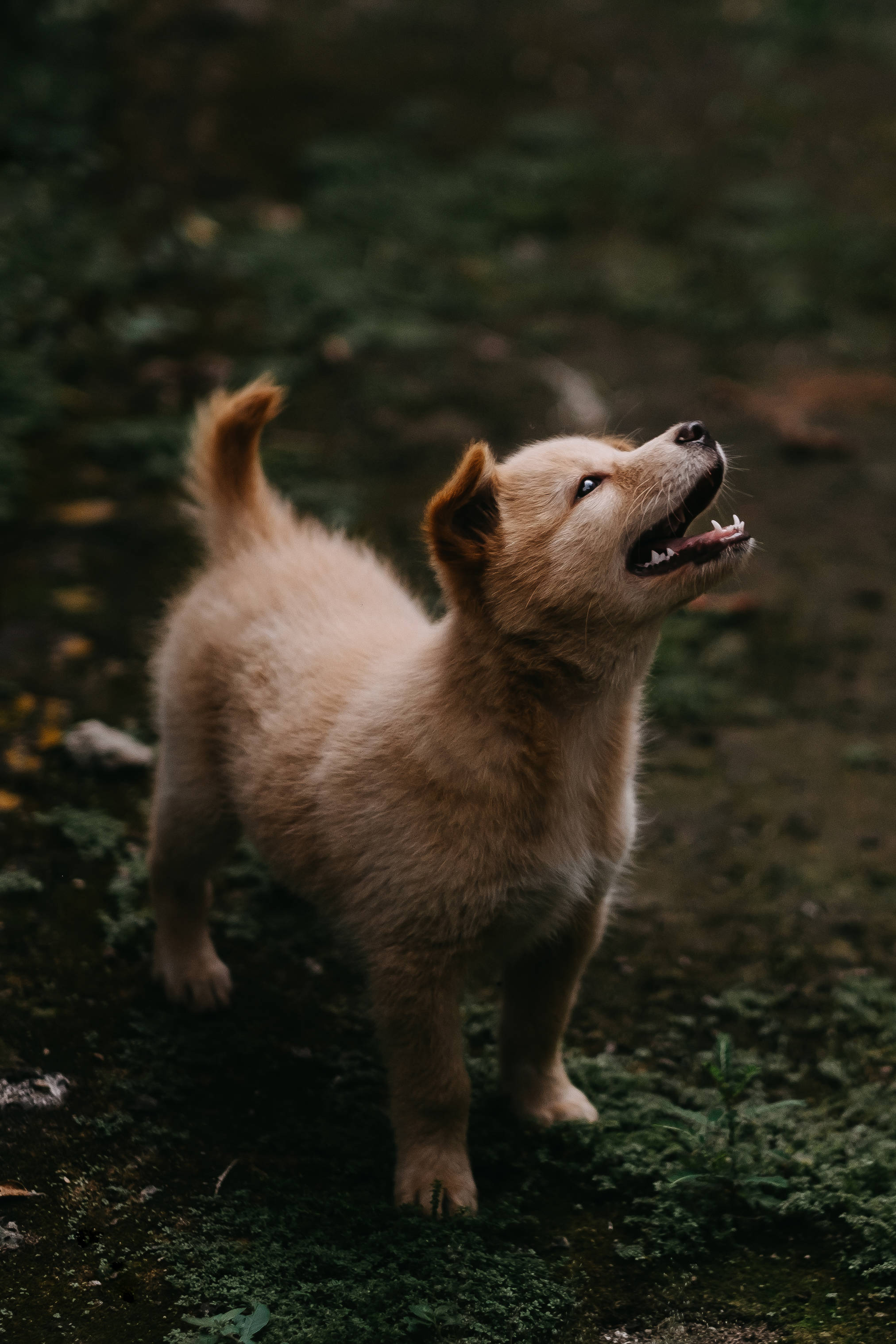 可爱珍岛犬在草地上 壁纸