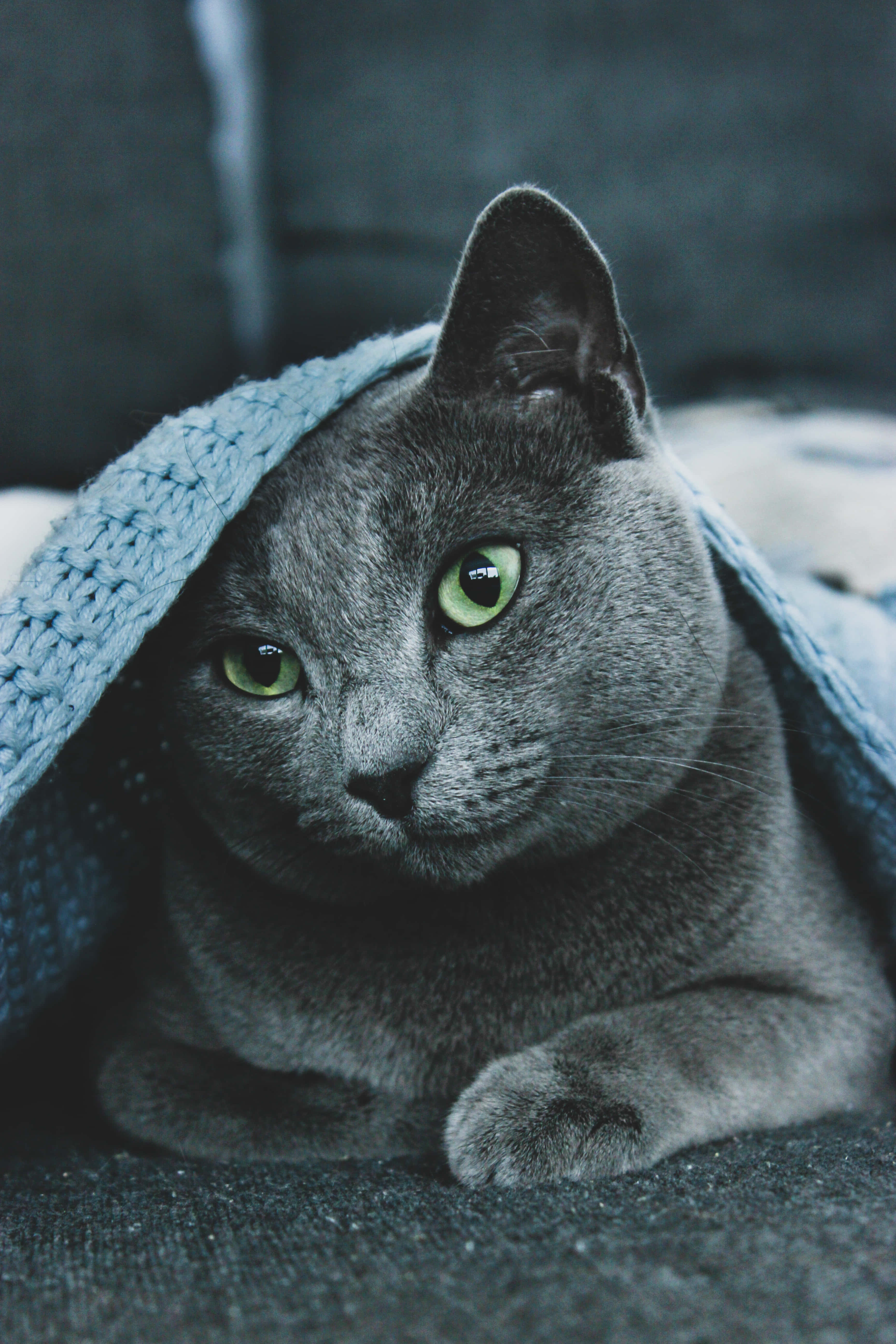 可爱的俄罗斯蓝猫小猫 壁纸