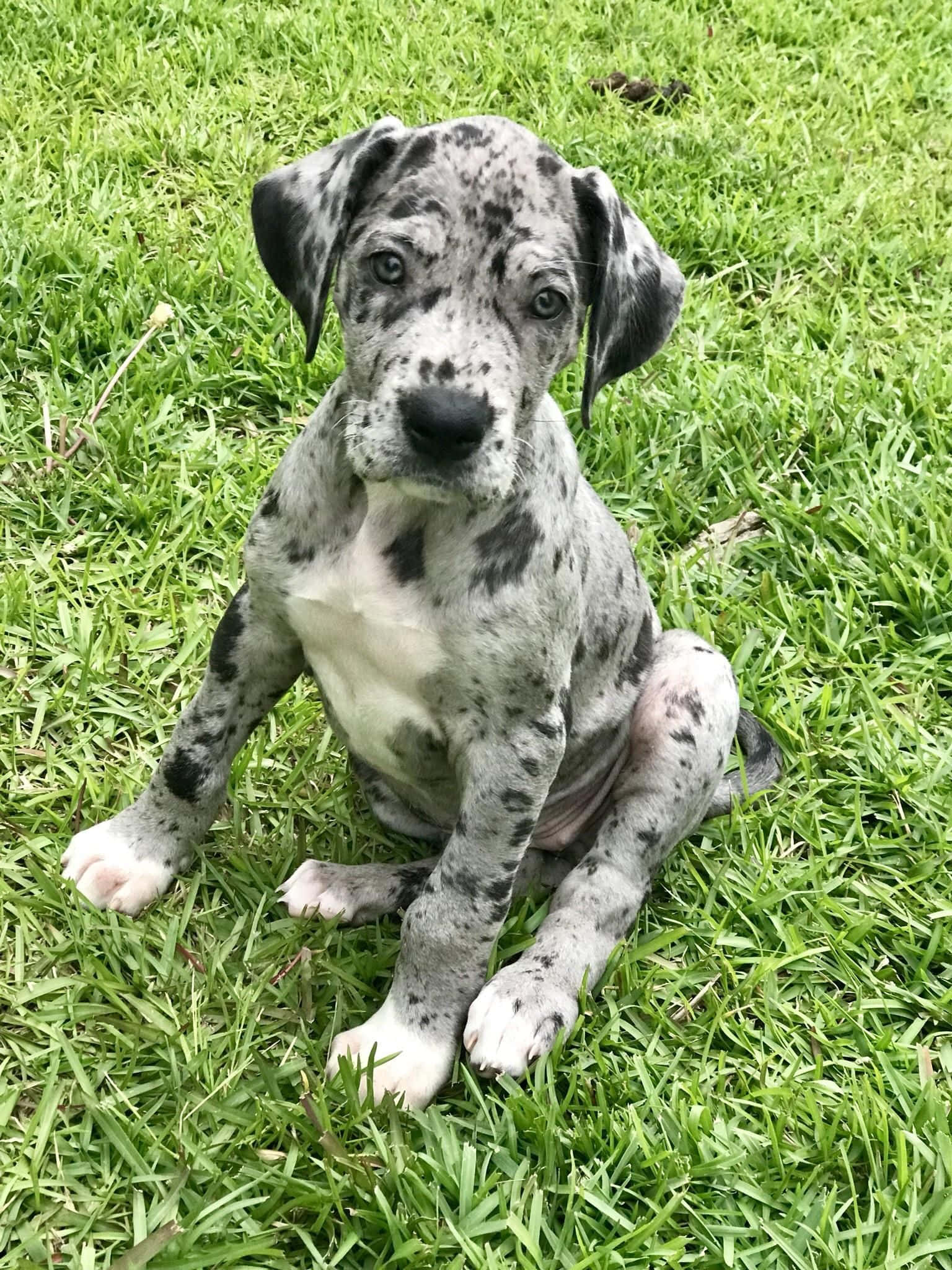可爱的大丹犬幼犬 壁纸