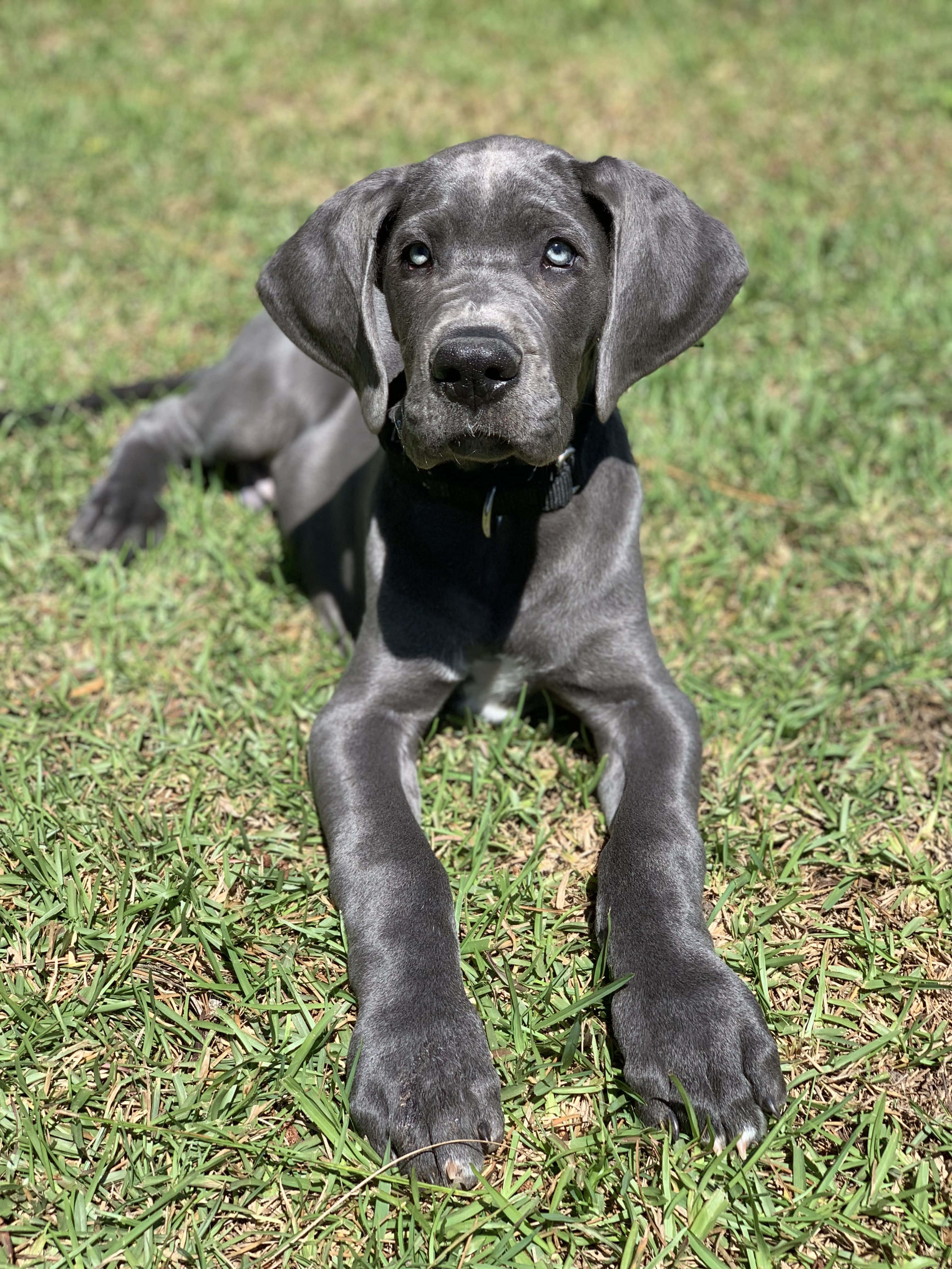 可爱的大丹犬幼犬打盹 壁纸
