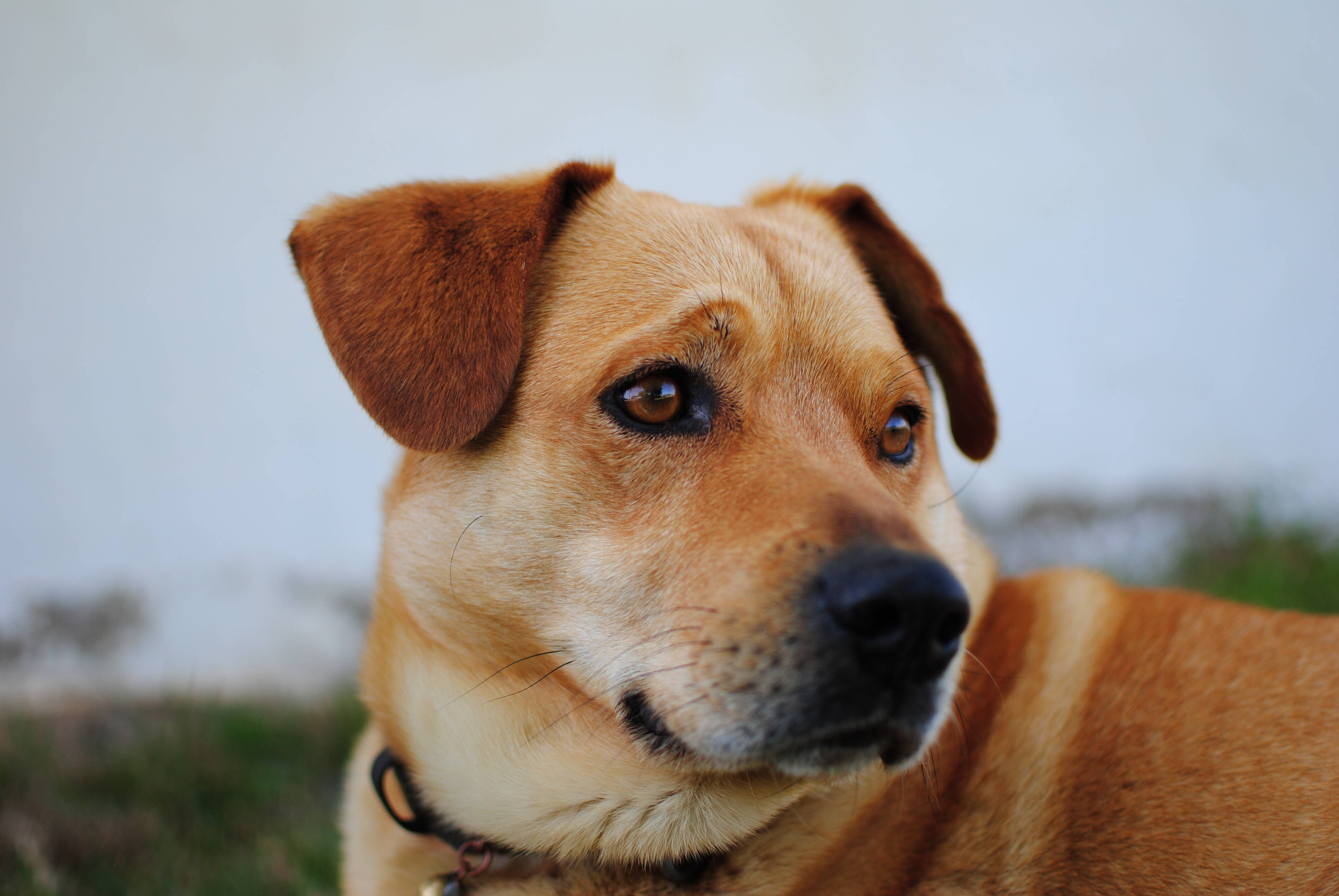 可爱的奥地利宾莎犬 壁纸