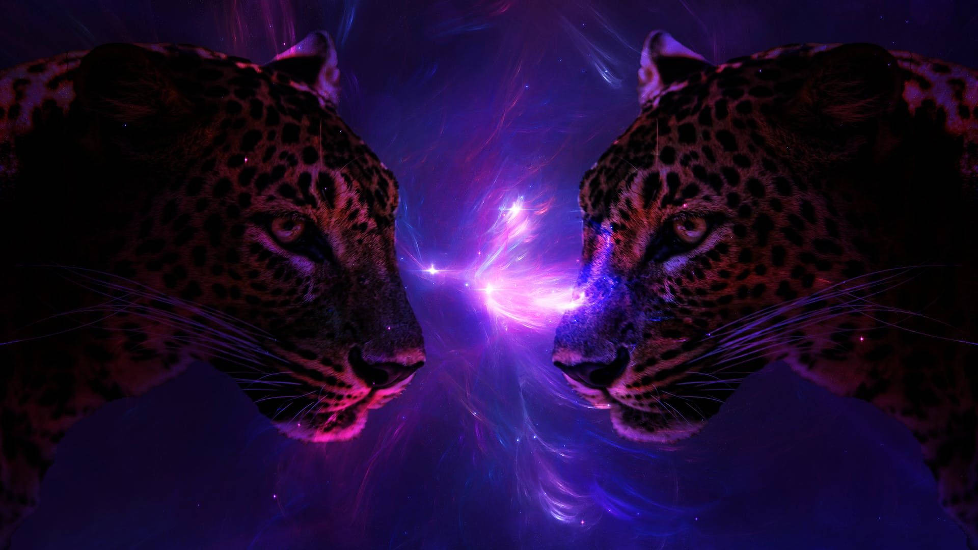 可爱的星系中的猎豹 壁纸