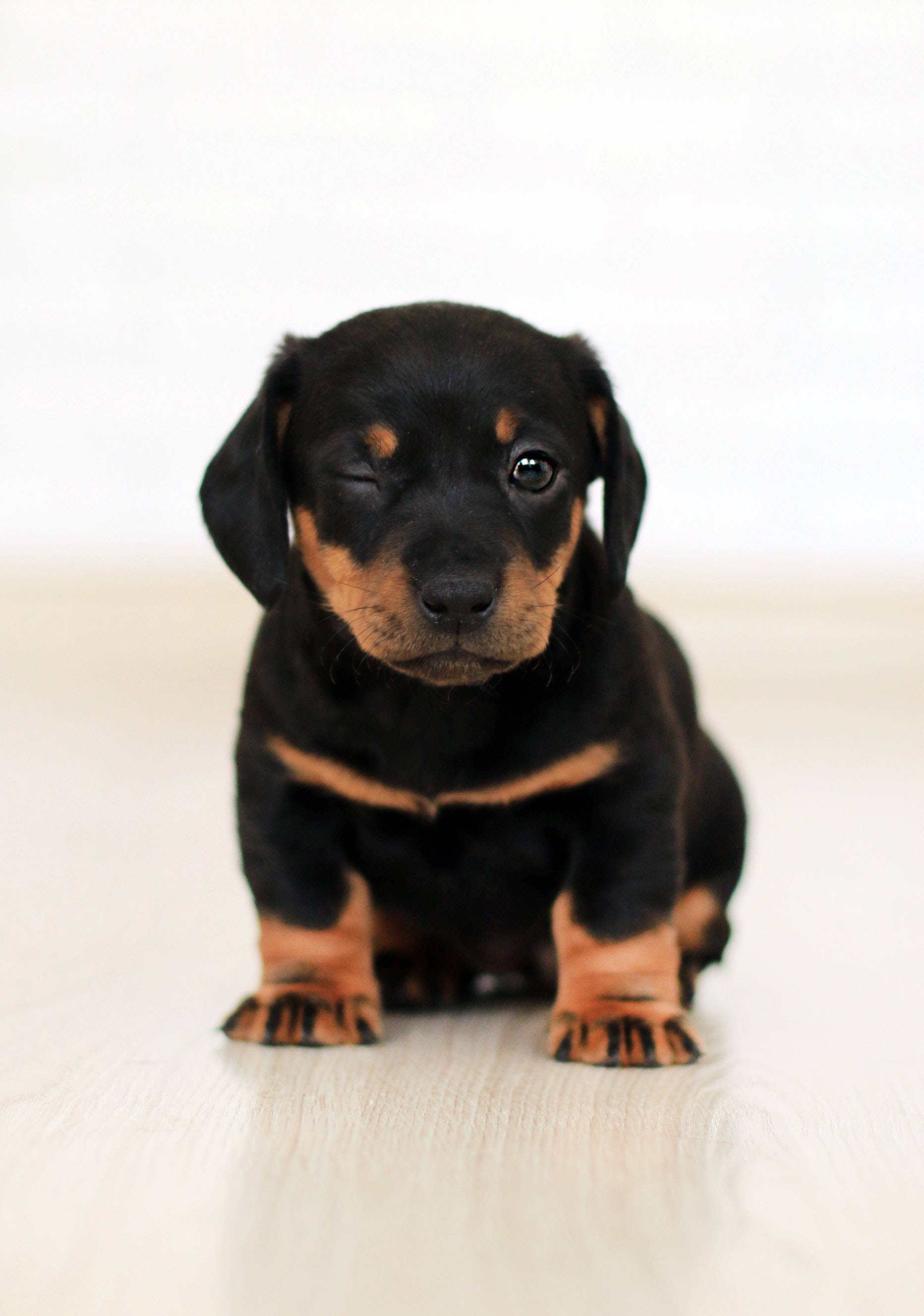 可爱的腊肠犬幼犬 壁纸