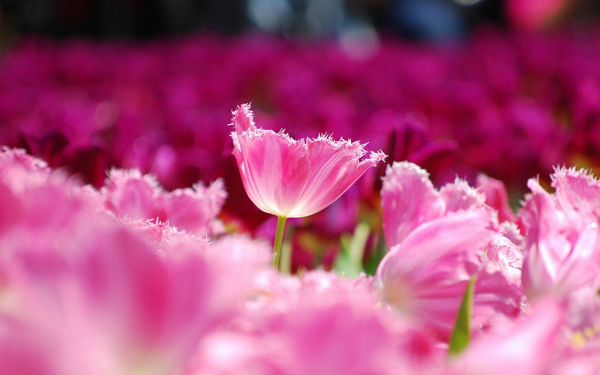 可爱粉色郁金香花园 壁纸