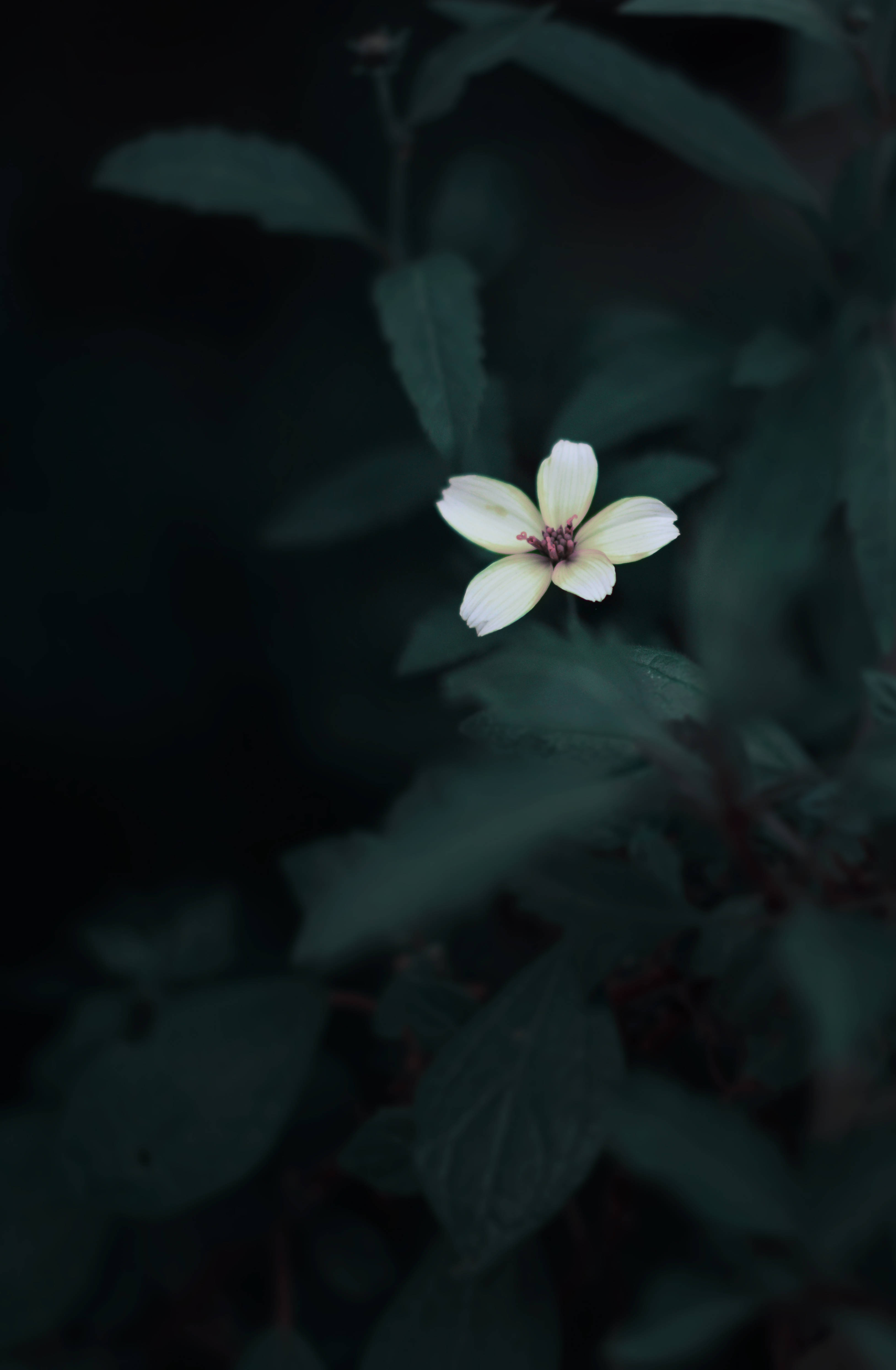 可爱花朵深绿美学 壁纸