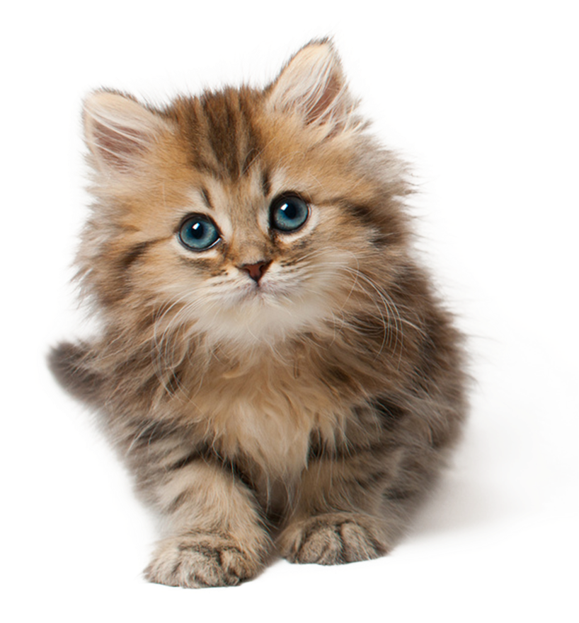 可爱蓬松小猫 壁纸