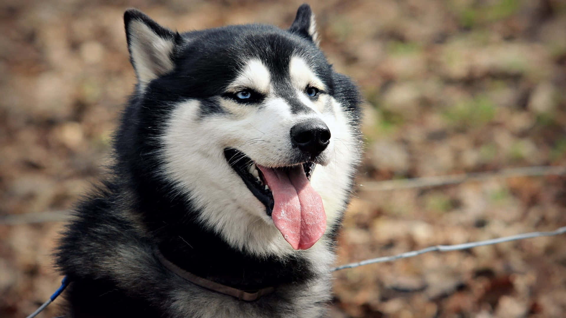可爱蓬松的西伯利亚哈士奇 壁纸