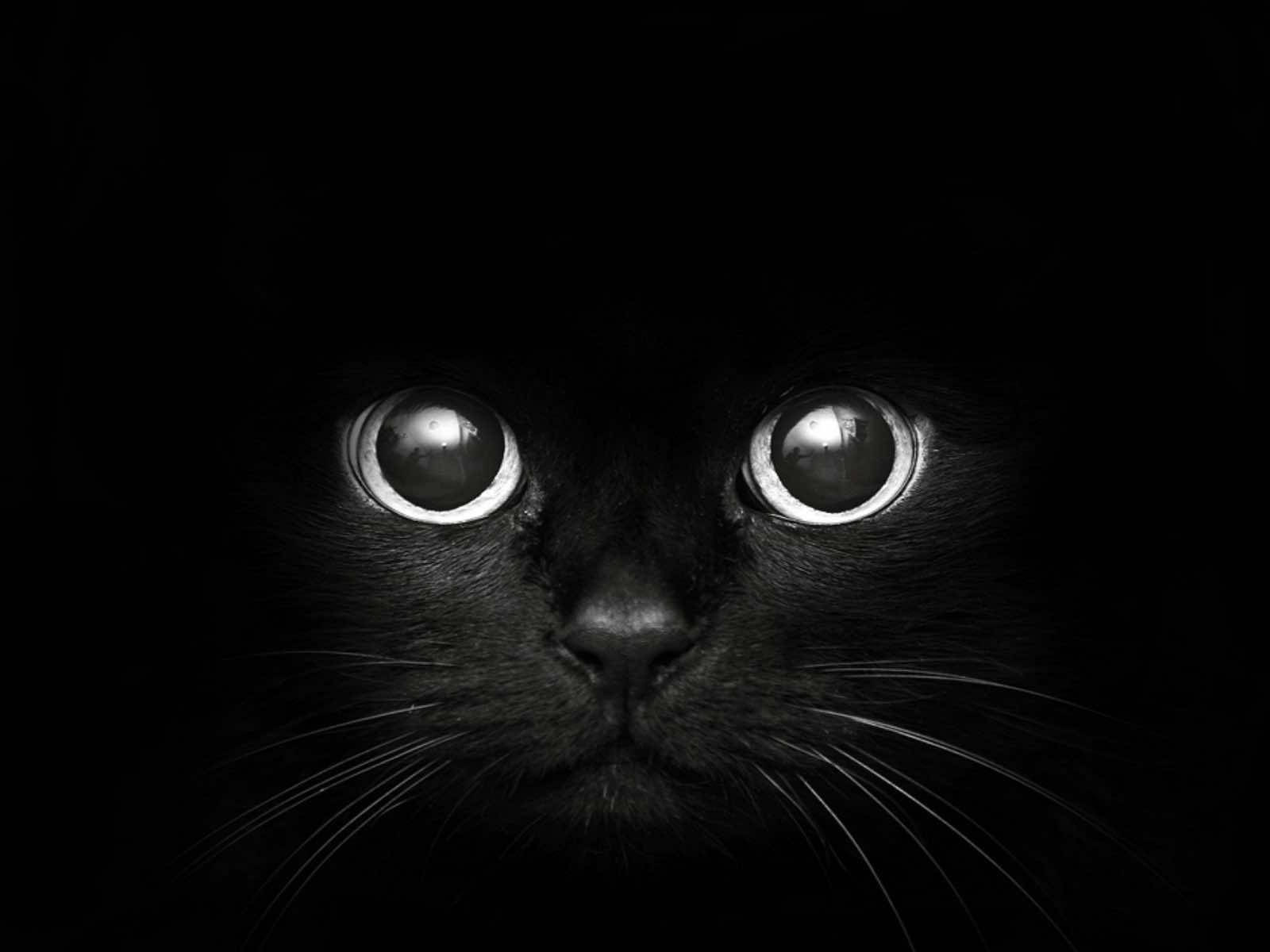 可爱黑猫Mac壁纸 壁纸
