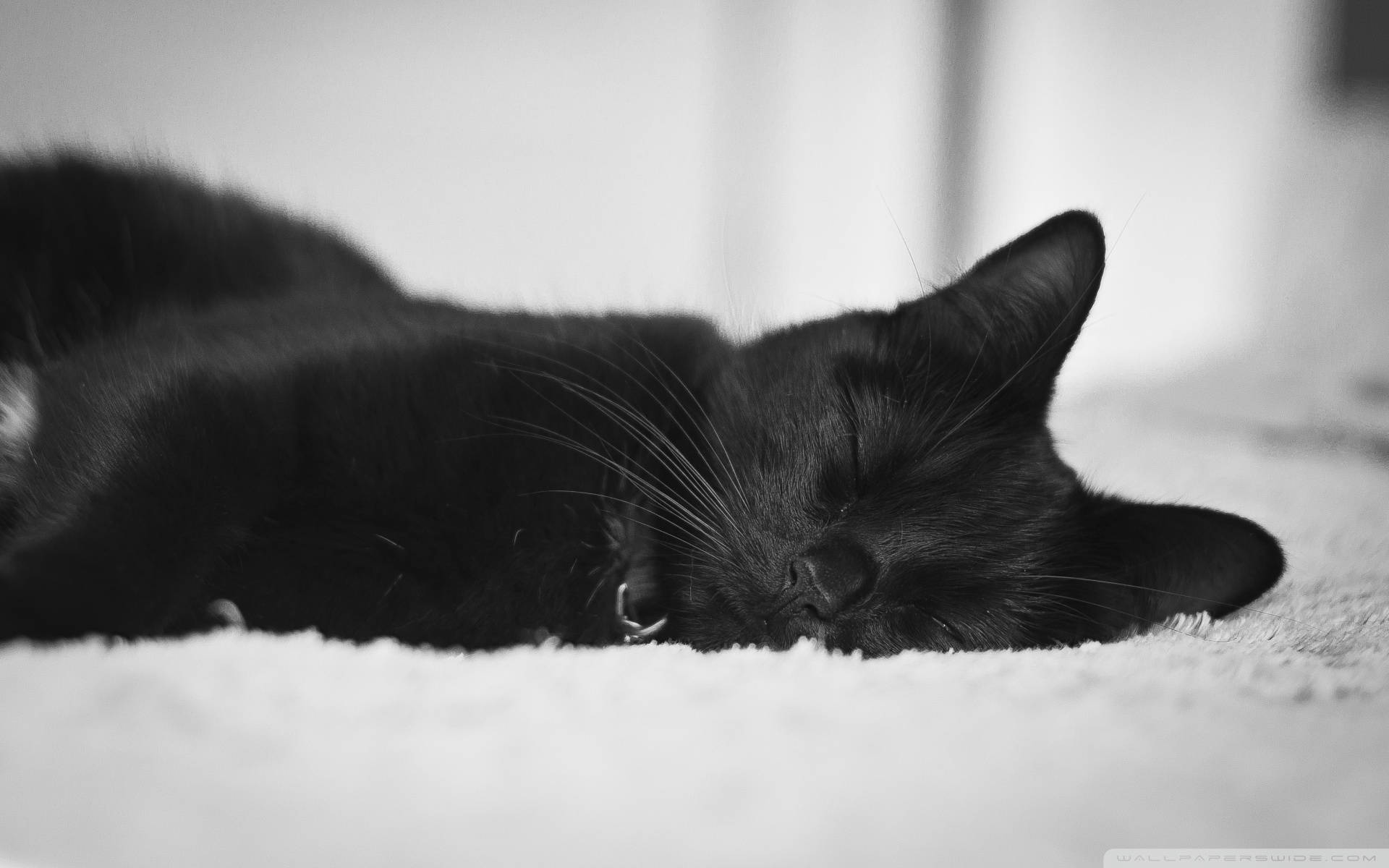 可爱黑猫安睡 壁纸