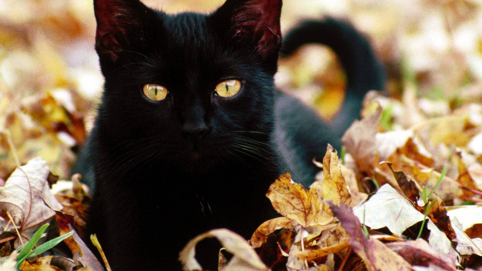 可爱黑猫悠闲躺卧 壁纸