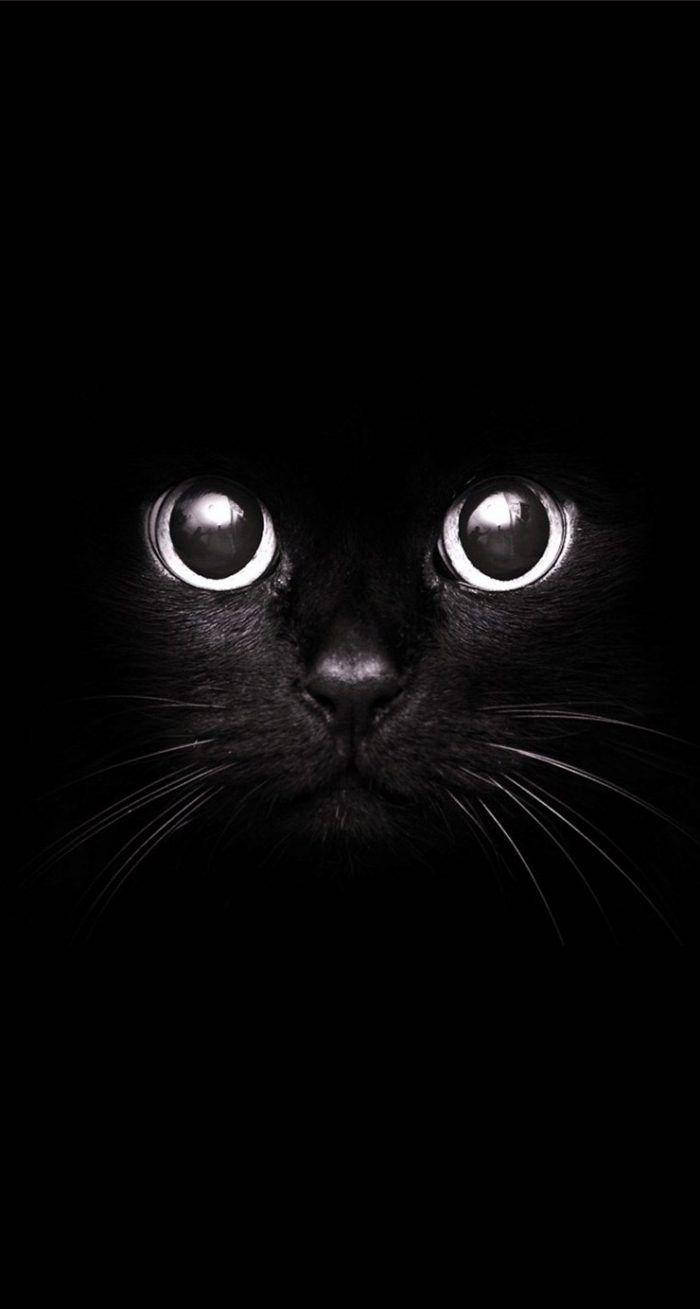可爱黑白美学黑猫 壁纸