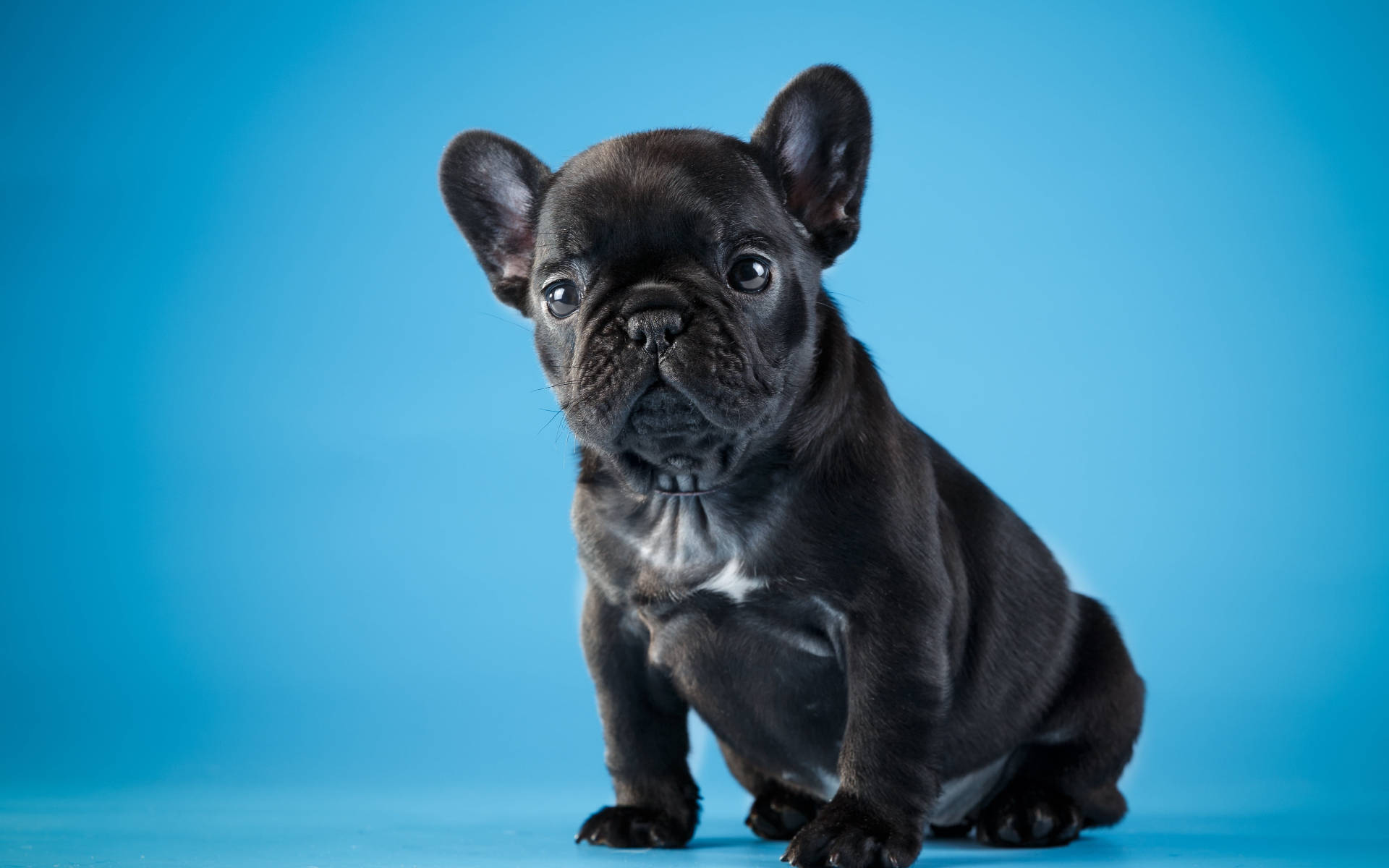 可爱黑色斗牛犬幼犬 壁纸
