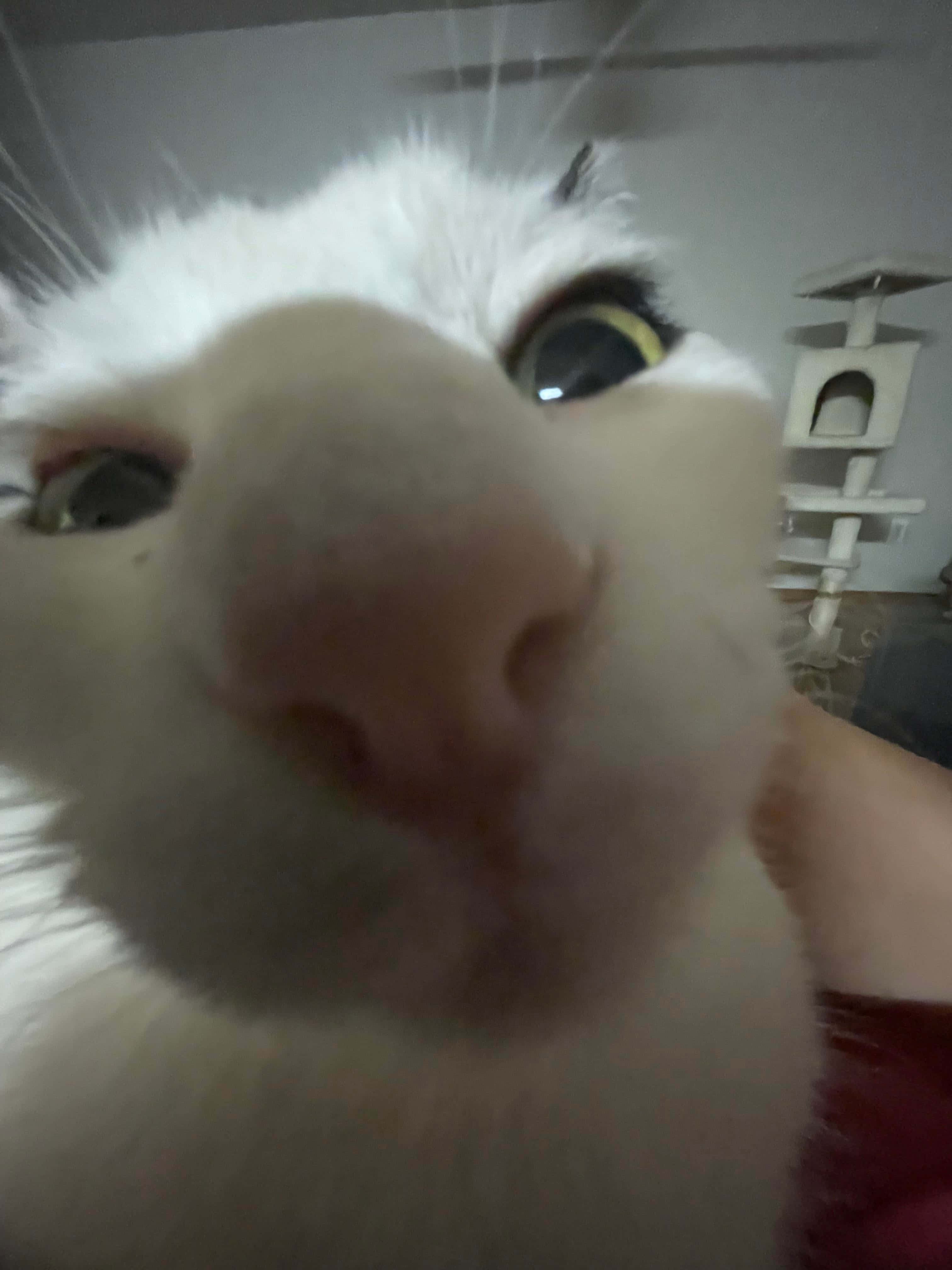 呆萌猫咪大头像 壁纸