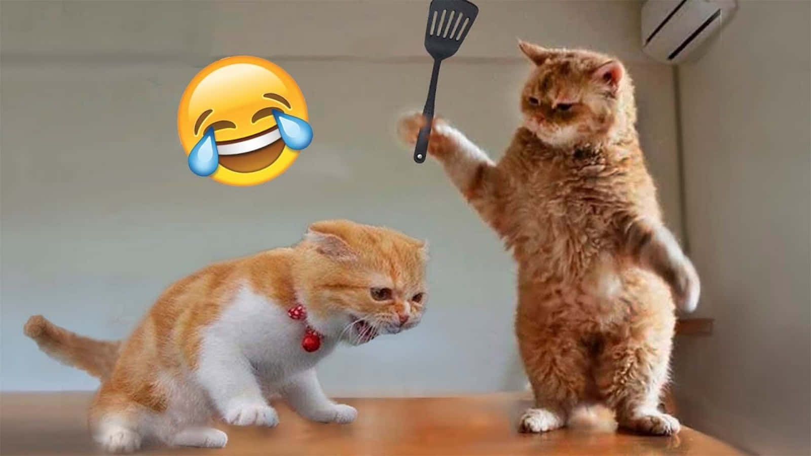 周末氛围：搞笑猫咪放松记 壁纸
