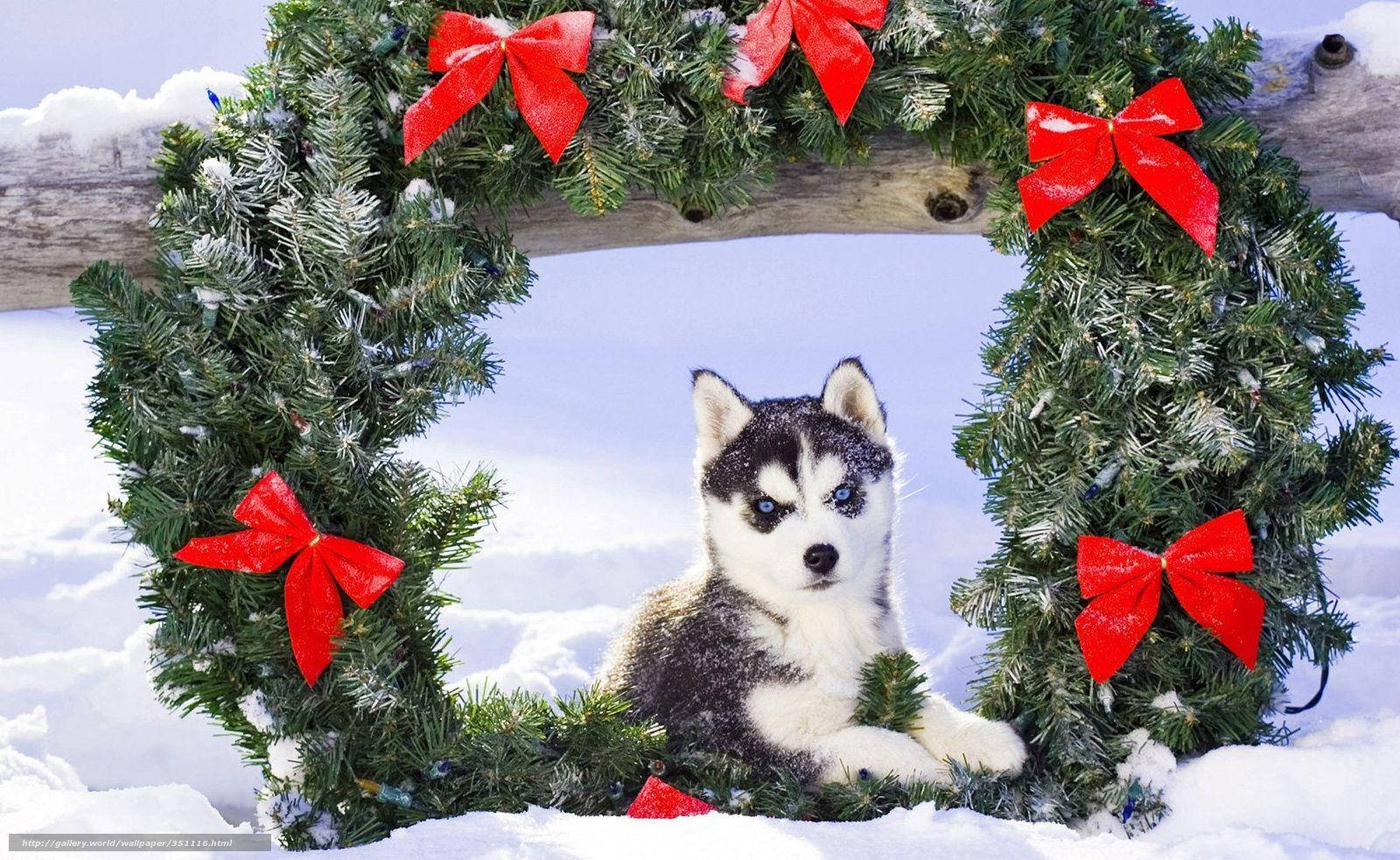 哈士奇幼犬与花环 壁纸