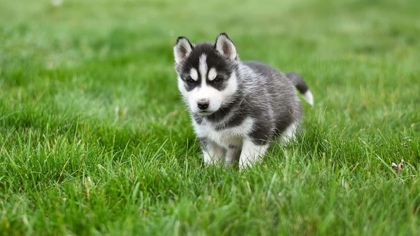 哈士奇幼犬在草地嬉戏图片 壁纸