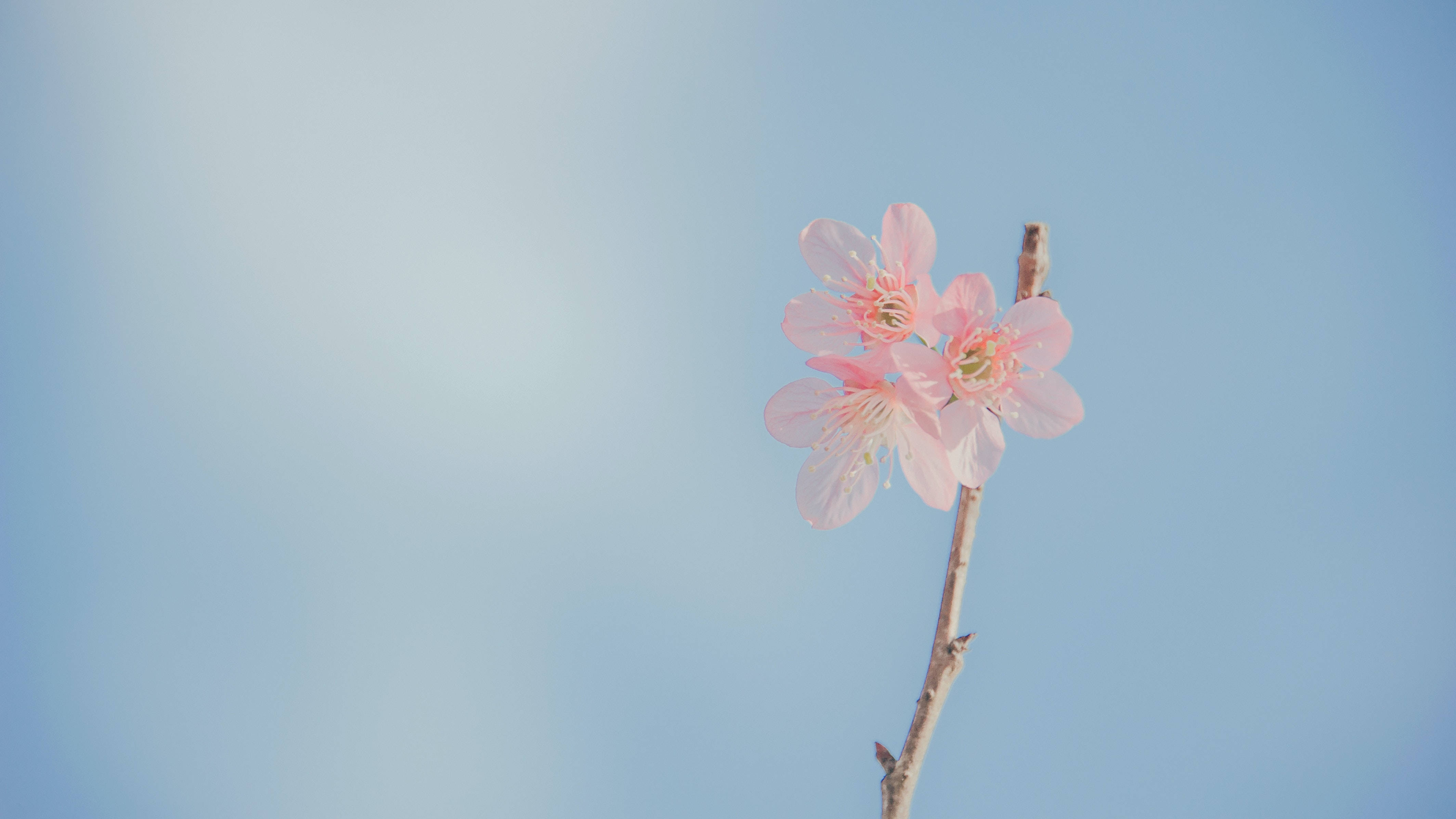 唯美桌面 淡彩花卉 壁纸