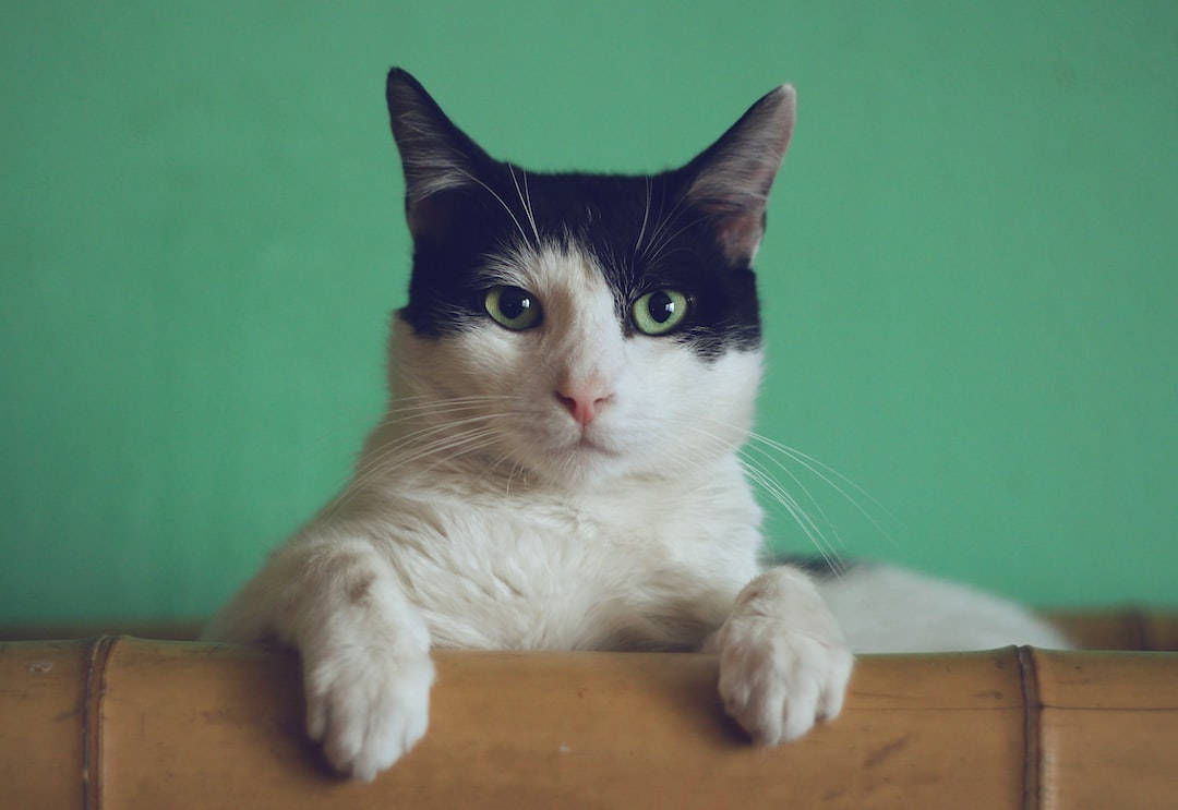 唯美猫与竹 壁纸