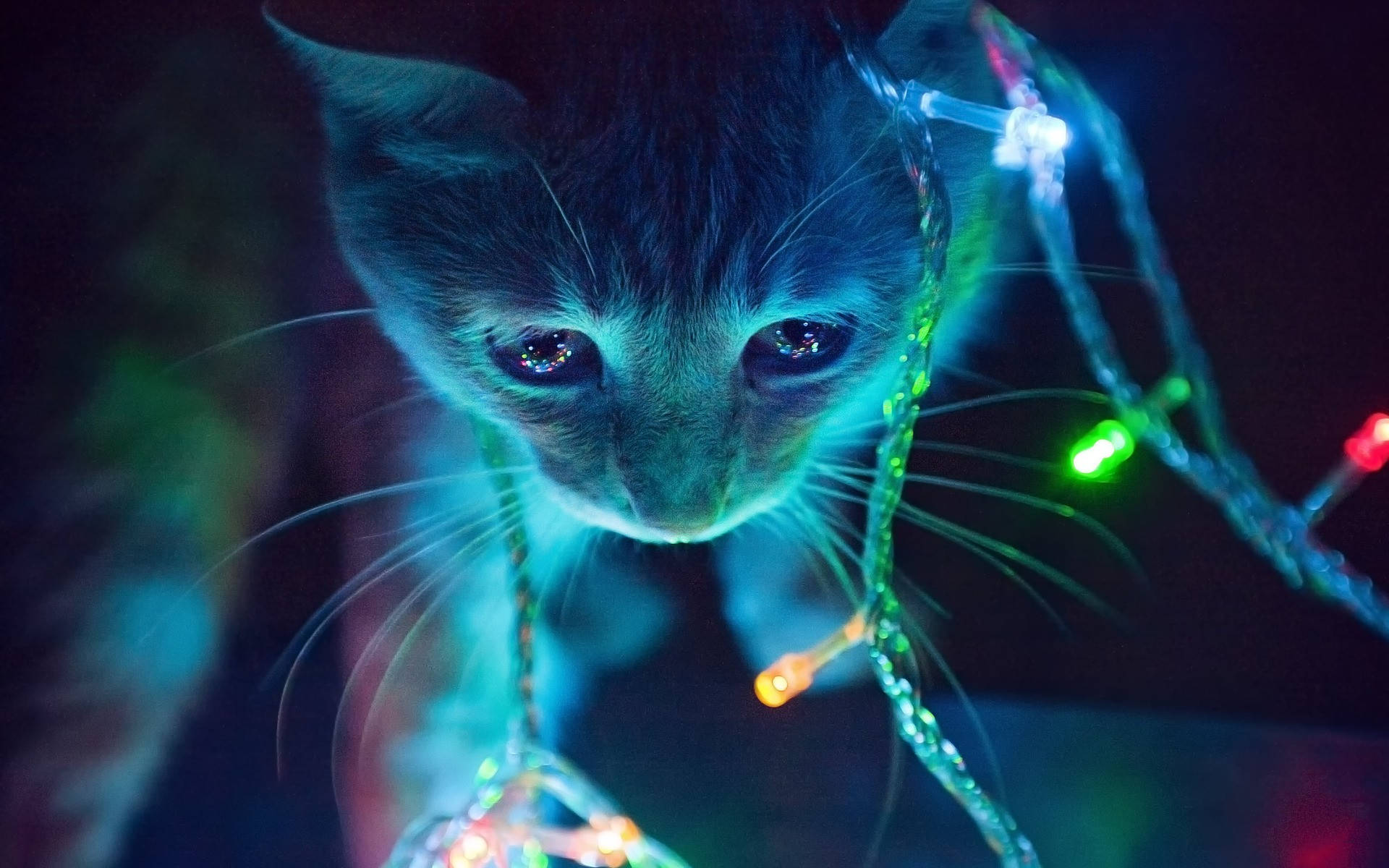 唯美猫咪与灯光 壁纸