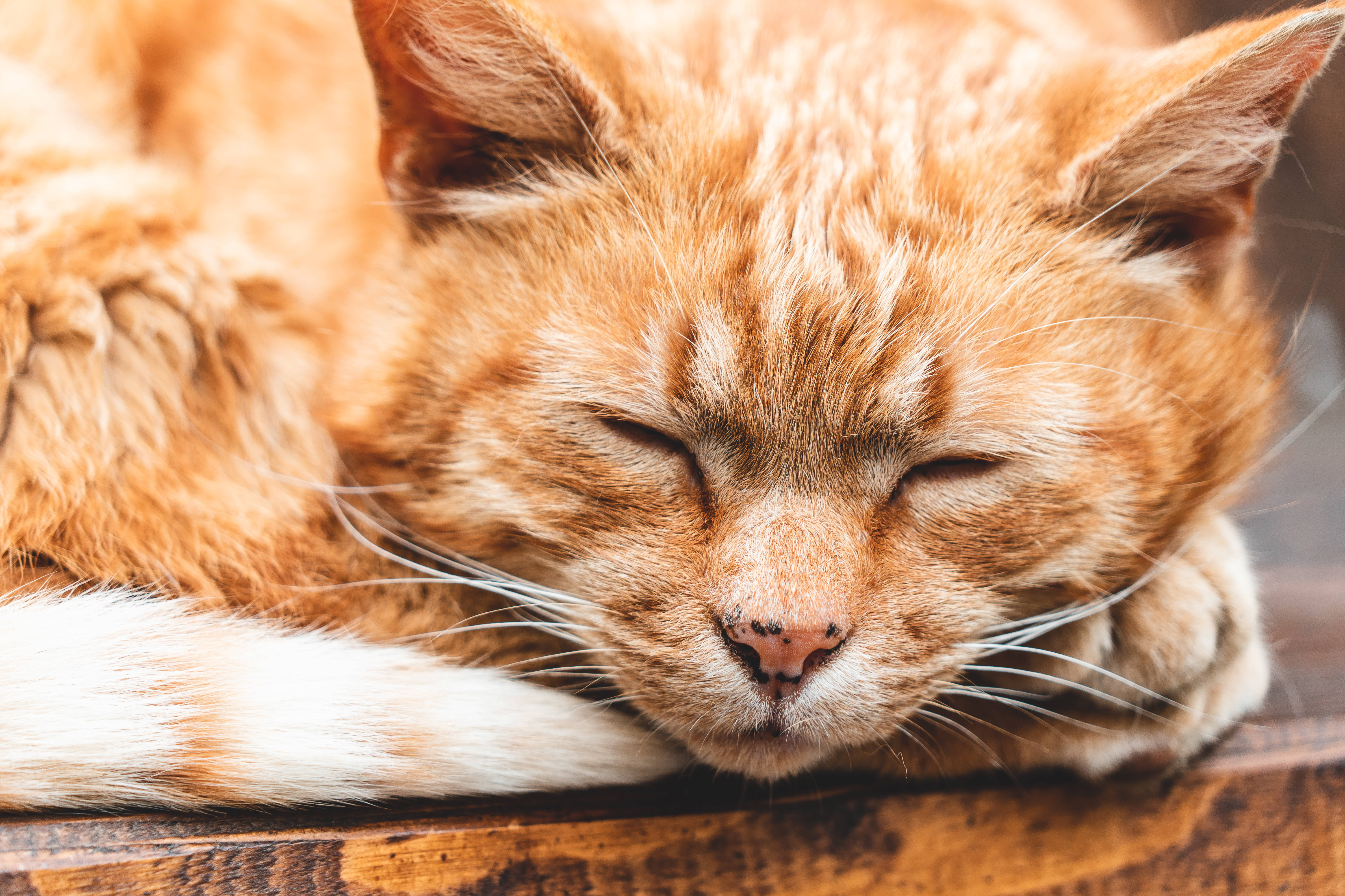 唯美猫咪入睡图 壁纸