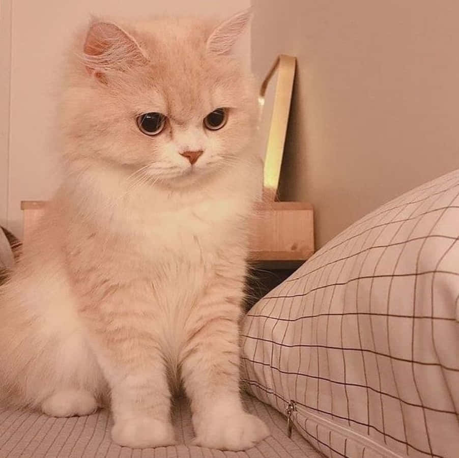 唯美猫咪在彩色渔网中优雅摆姿 壁纸