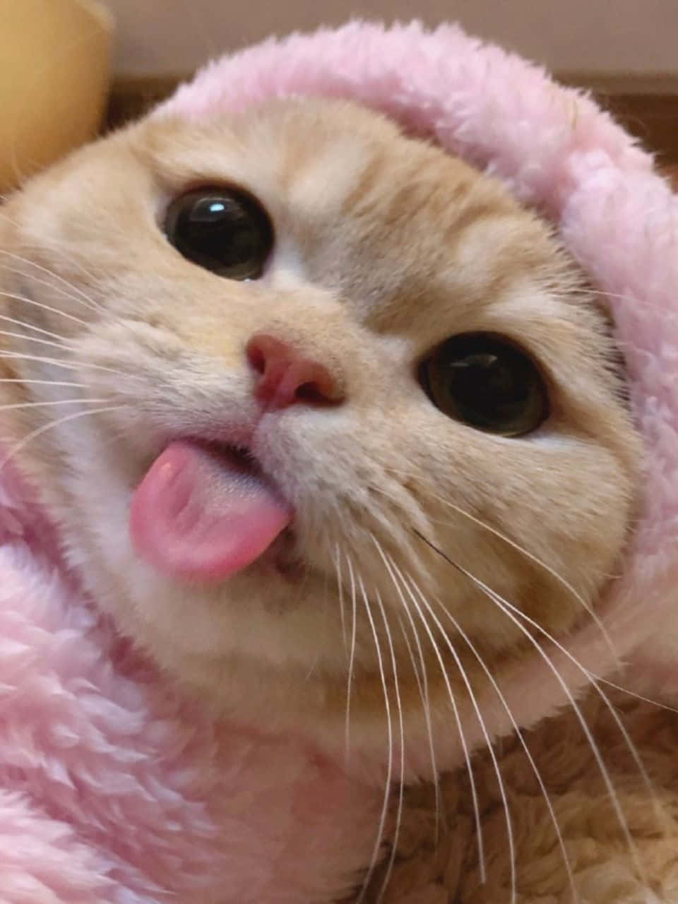 唯美猫咪壁纸 壁纸