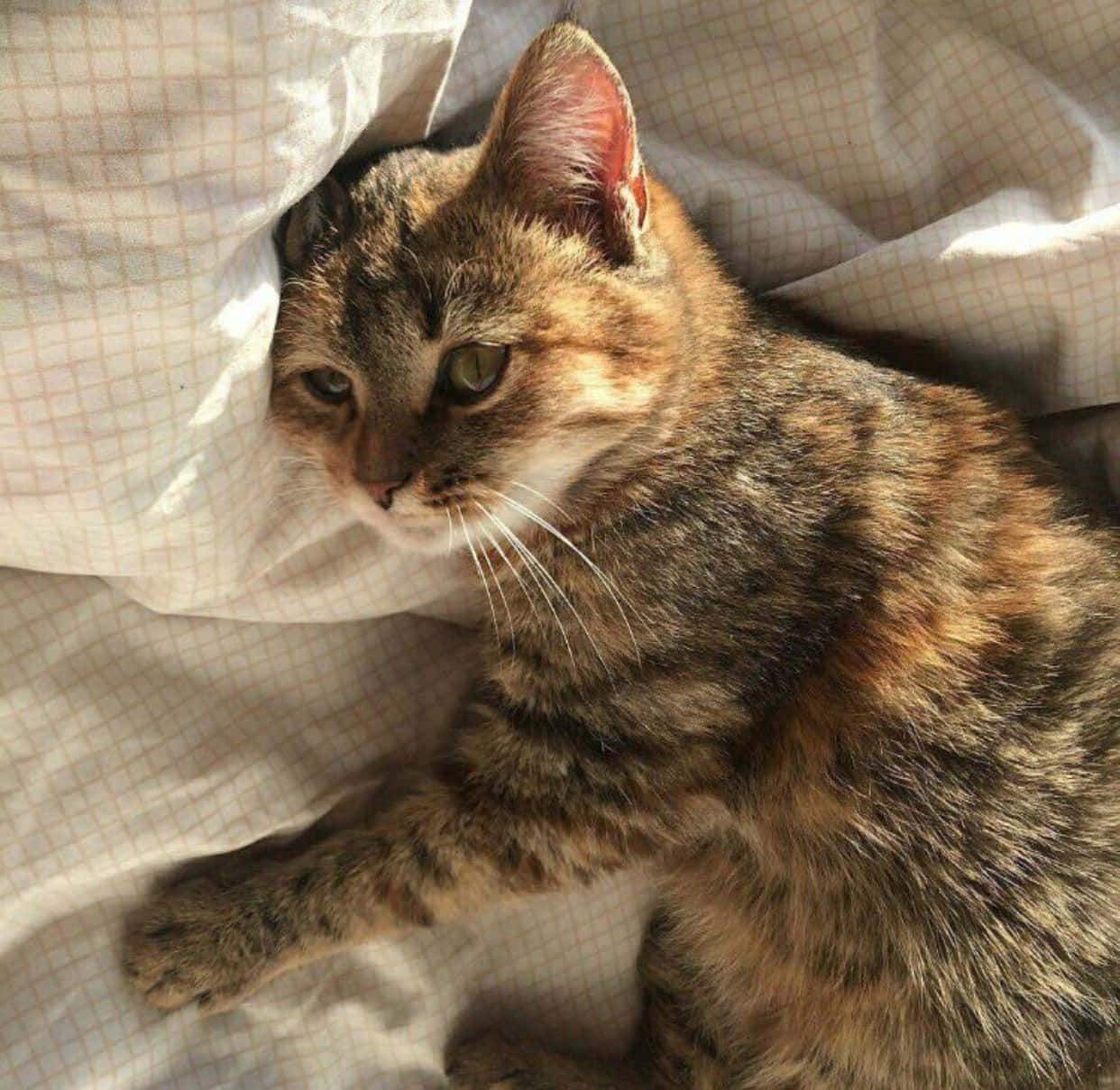 唯美猫咪梦幻眺望远方 壁纸