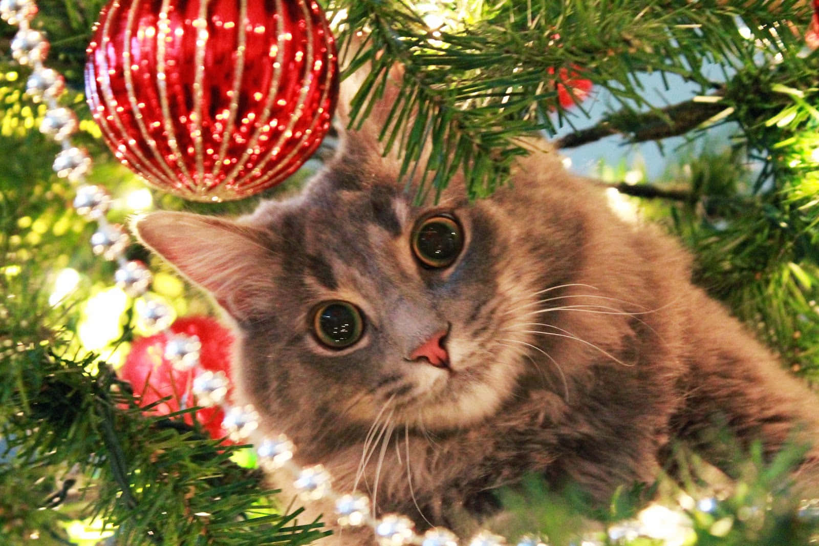 圣诞毛绒猫咪图片 壁纸